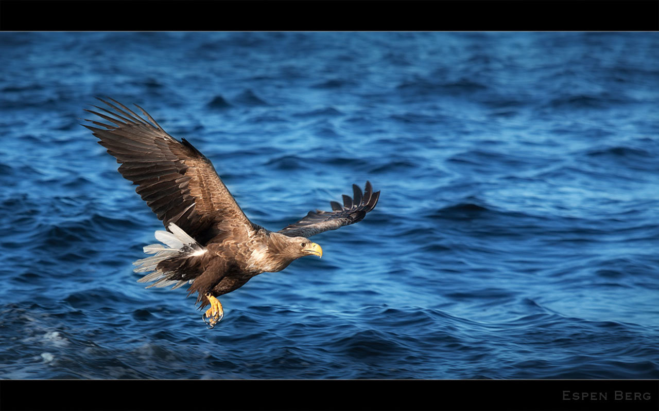 High resolution Eagle hd 1280x800 wallpaper ID:231281 for computer