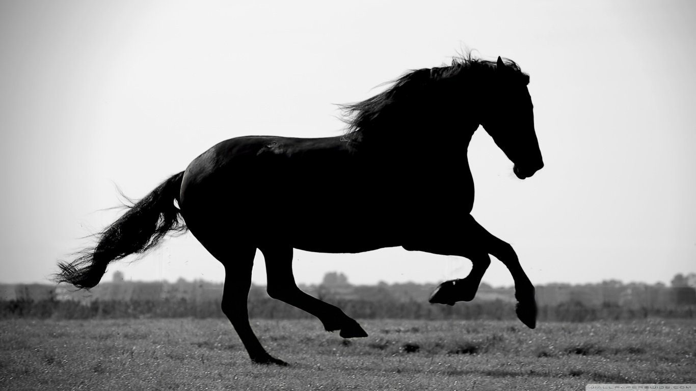 Awesome Horse free wallpaper ID:23601 for laptop computer