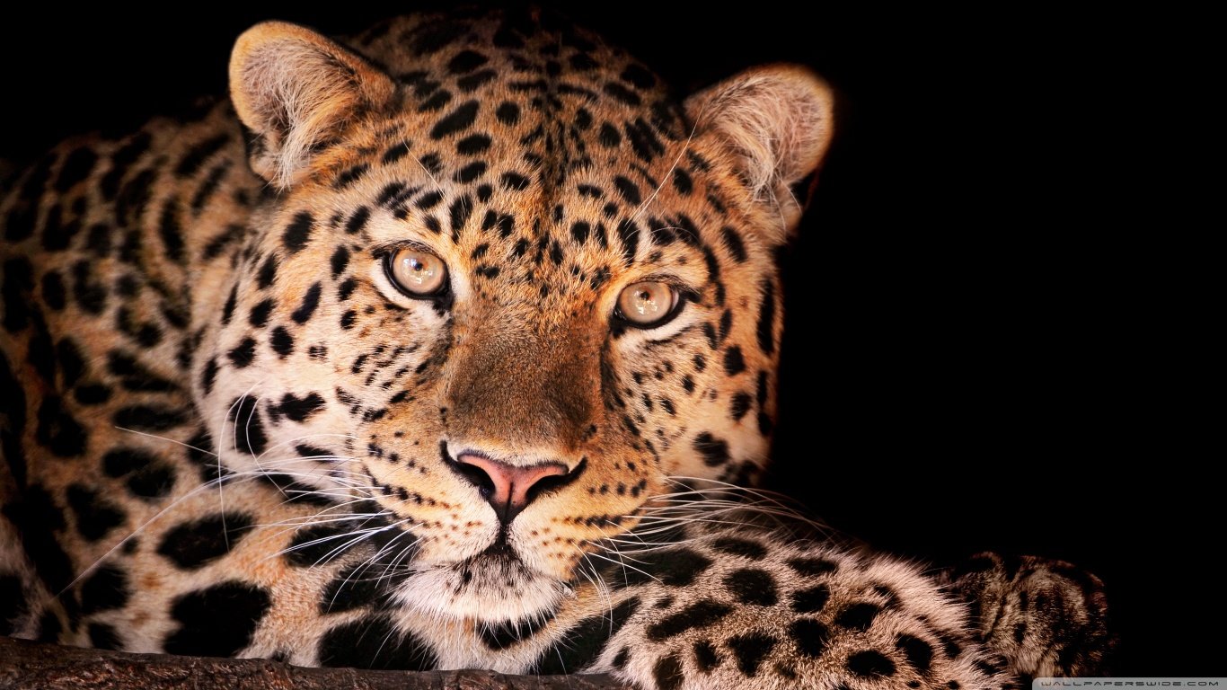 High resolution Leopard 1366x768 laptop background ID:448297 for computer
