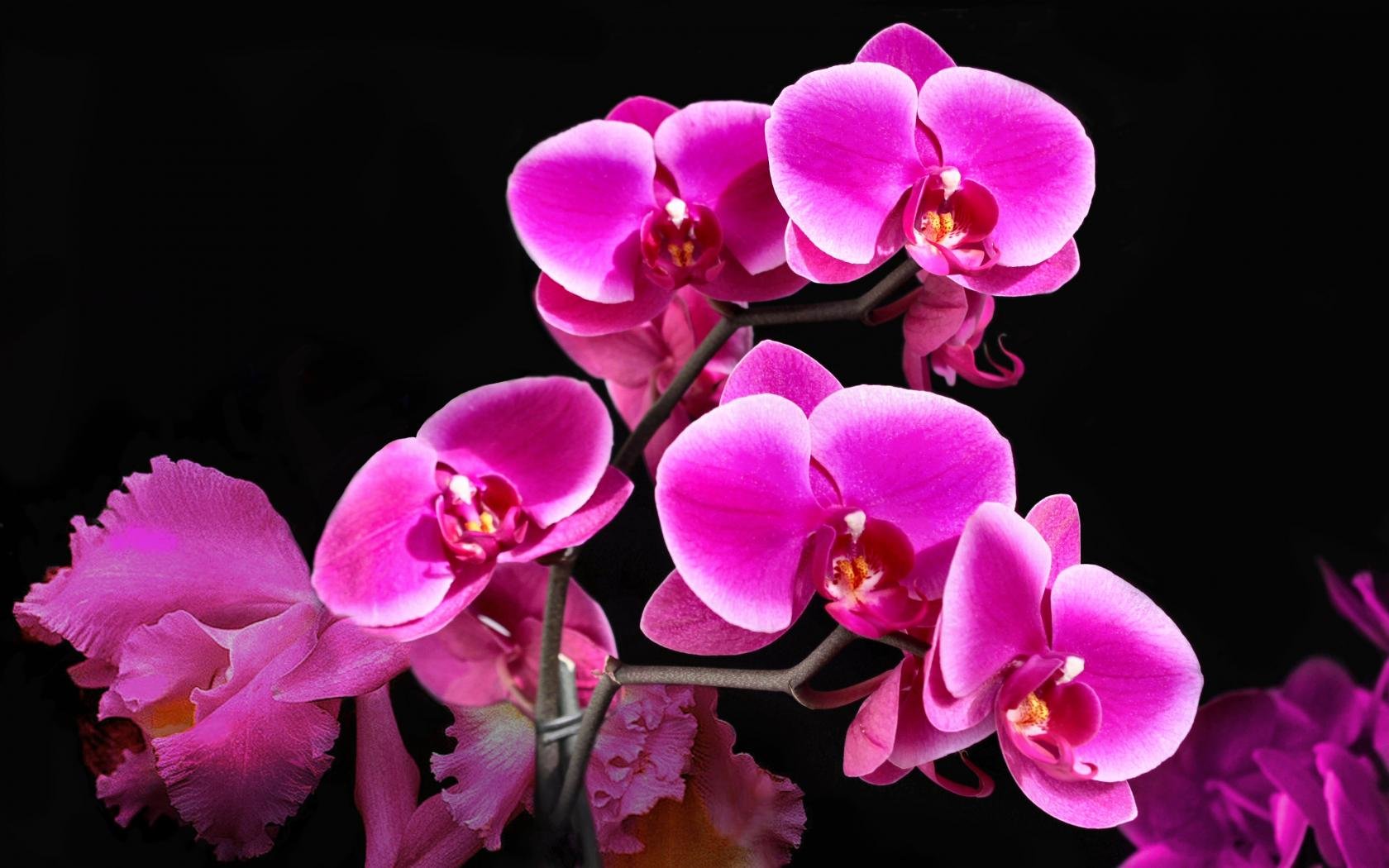 Free Orchid high quality background ID:449617 for hd 1680x1050 desktop