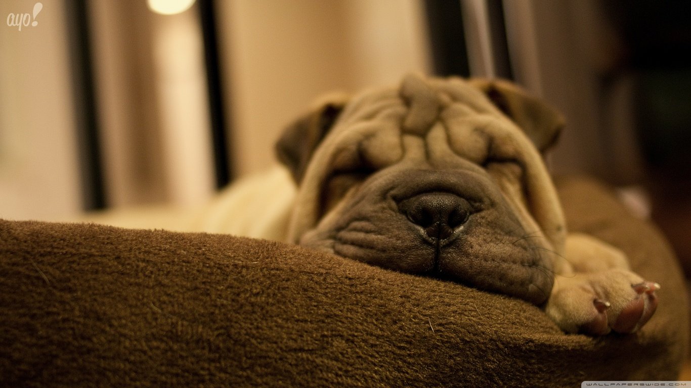 Free Shar Pei high quality wallpaper ID:376281 for laptop PC