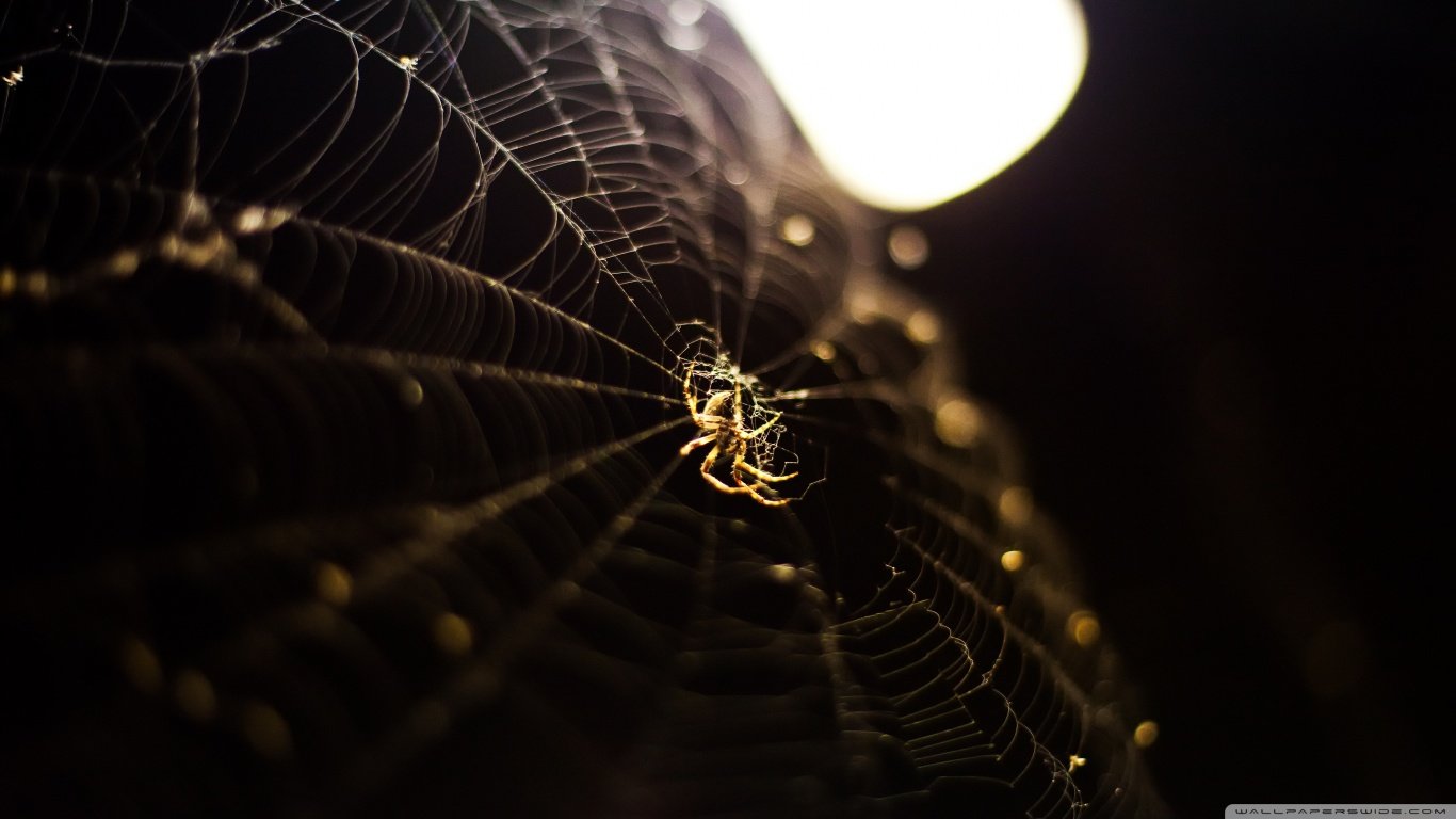 High resolution Spider hd 1366x768 wallpaper ID:22354 for computer
