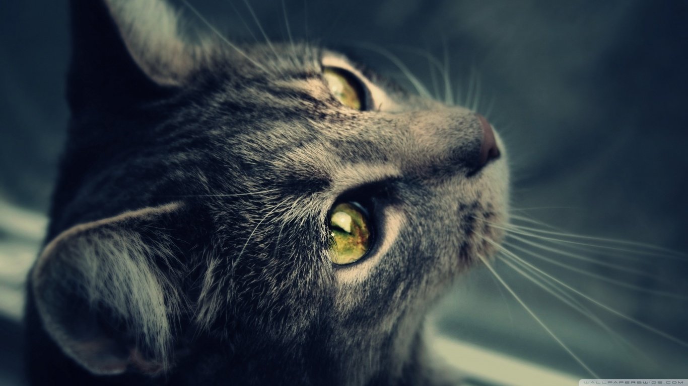 High resolution Cat hd 1366x768 background ID:429375 for PC
