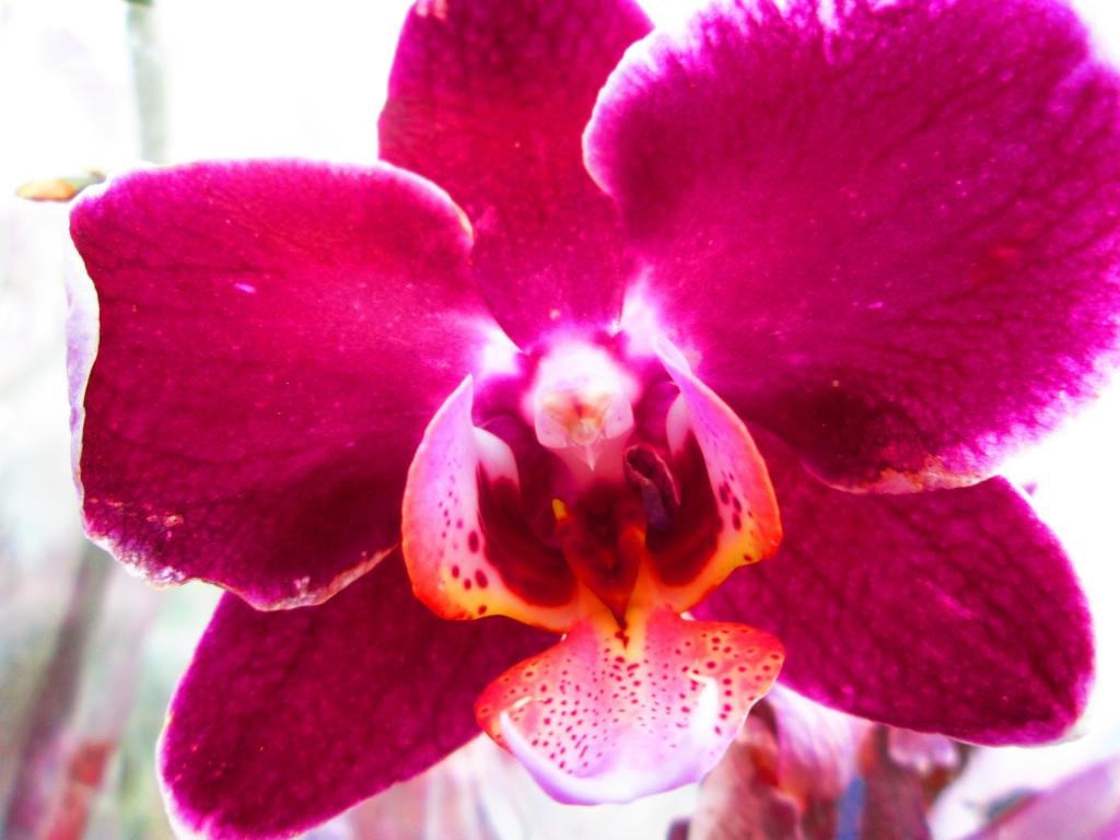 Best Orchid wallpaper ID:449512 for High Resolution hd 1024x768 desktop