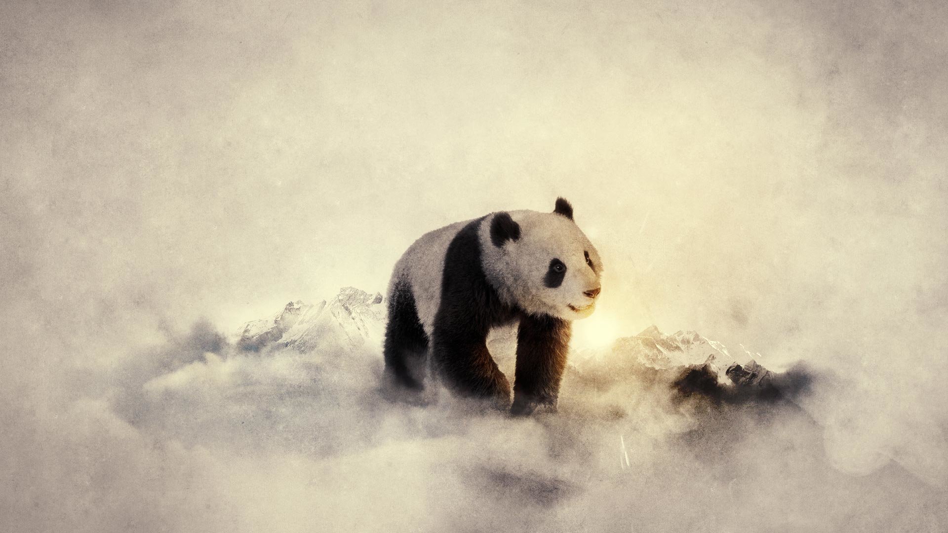 High resolution Panda hd 1080p background ID:300508 for PC
