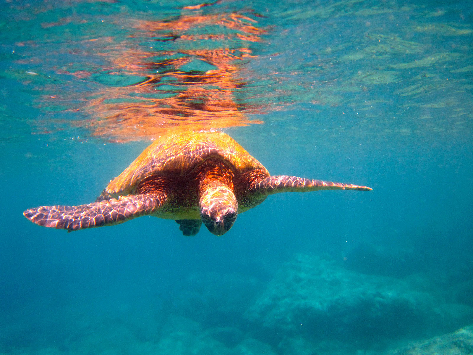 Awesome Sea Turtle free background ID:150746 for hd 1600x1200 computer