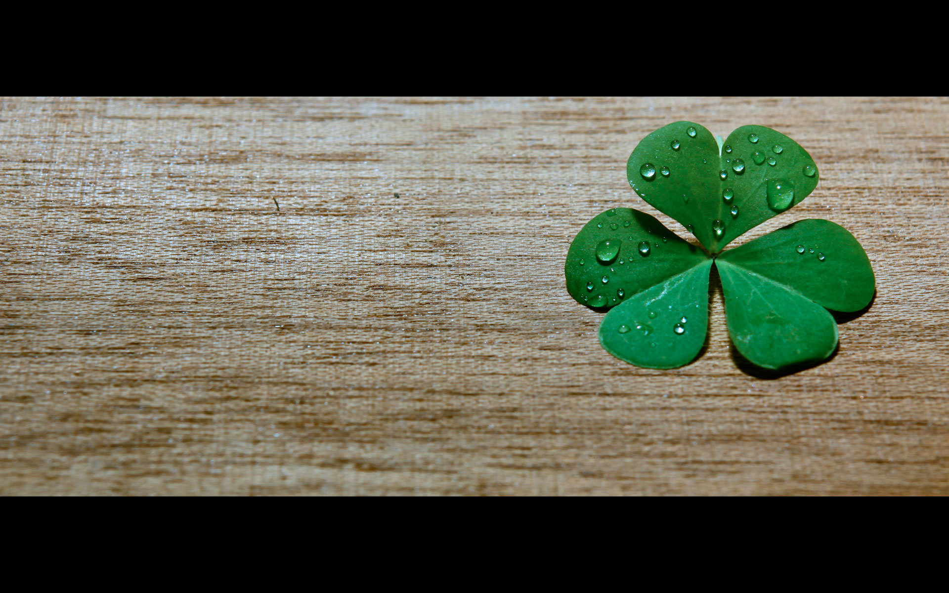 Download hd 1920x1200 Clover & shamrock PC background ID:65853 for free
