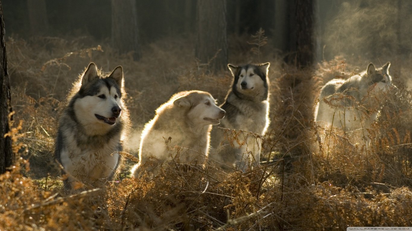 Download hd 1366x768 Husky PC wallpaper ID:198319 for free