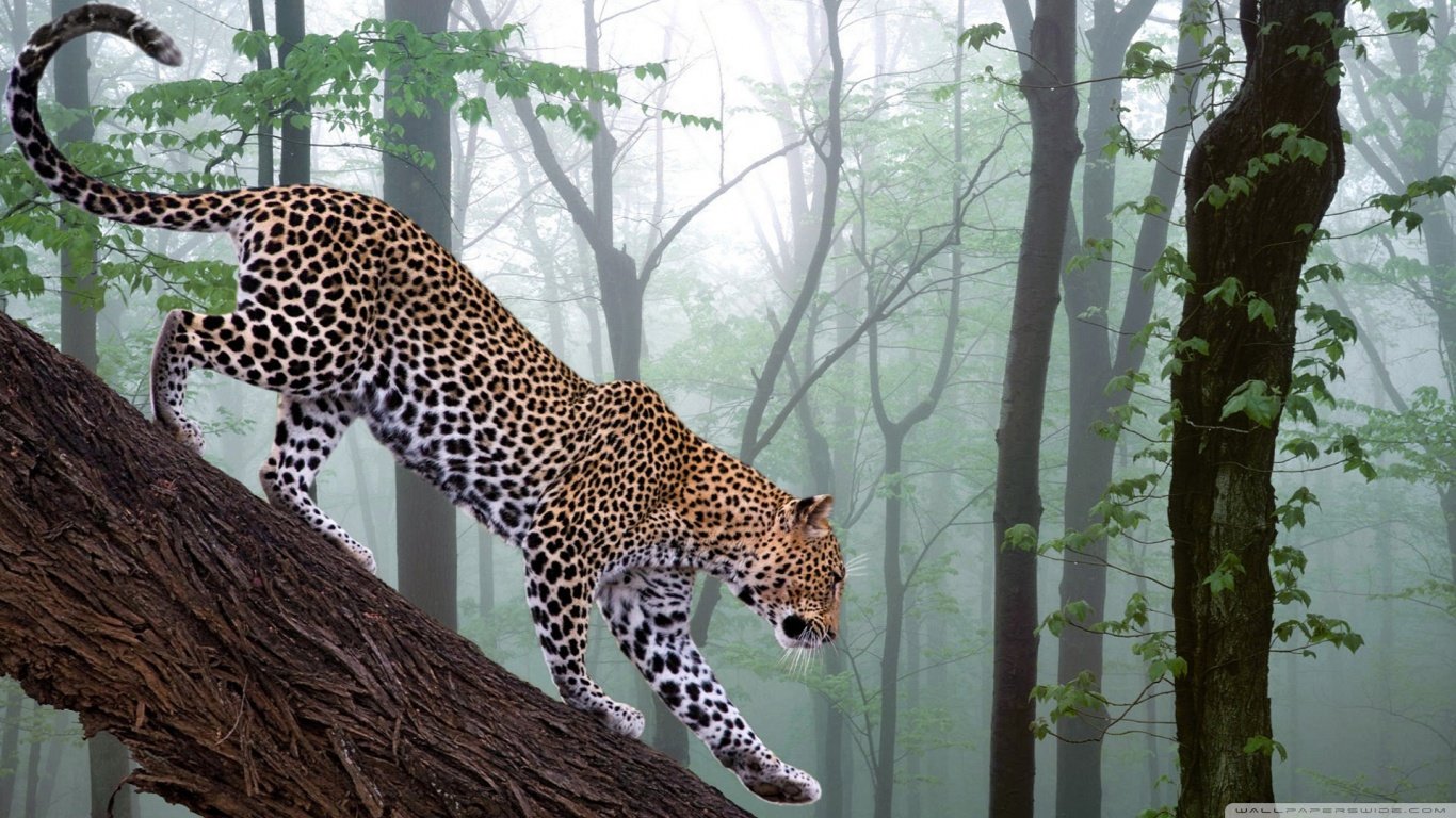Free Leopard high quality background ID:448377 for 1366x768 laptop computer