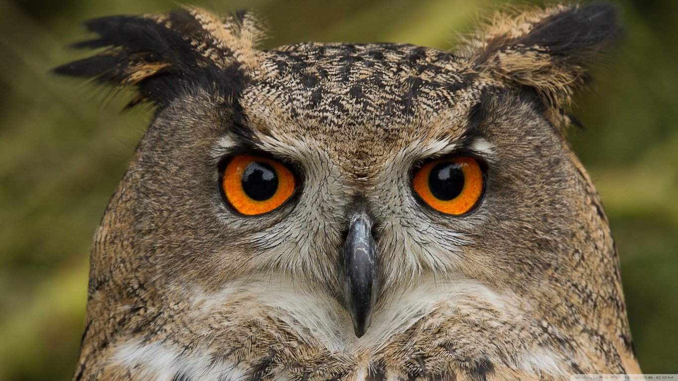 Free Owl high quality background ID:237240 for laptop PC