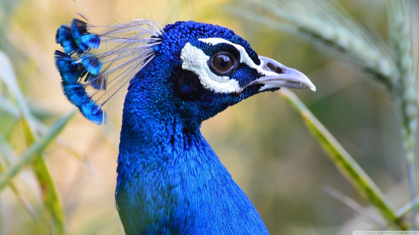 Best Peacock wallpaper ID:151793 for High Resolution laptop computer
