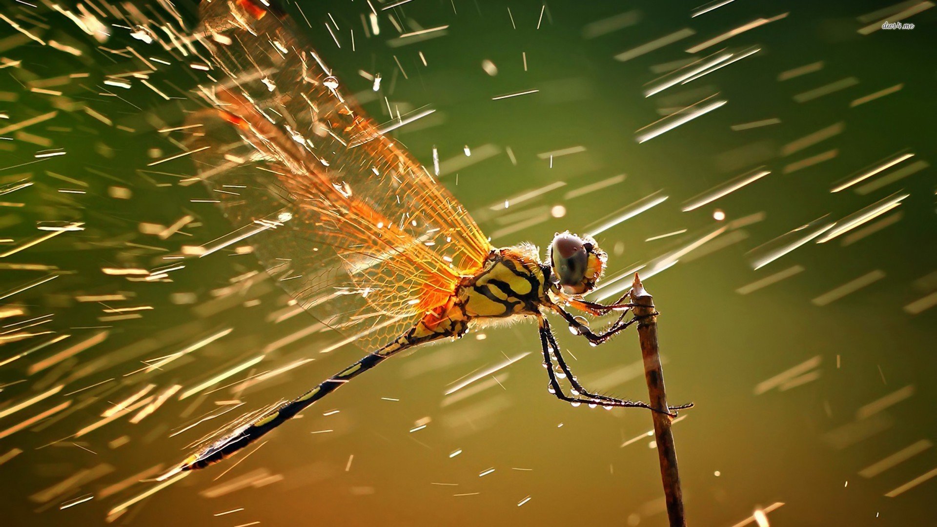 Download full hd Dragonfly computer background ID:467692 for free