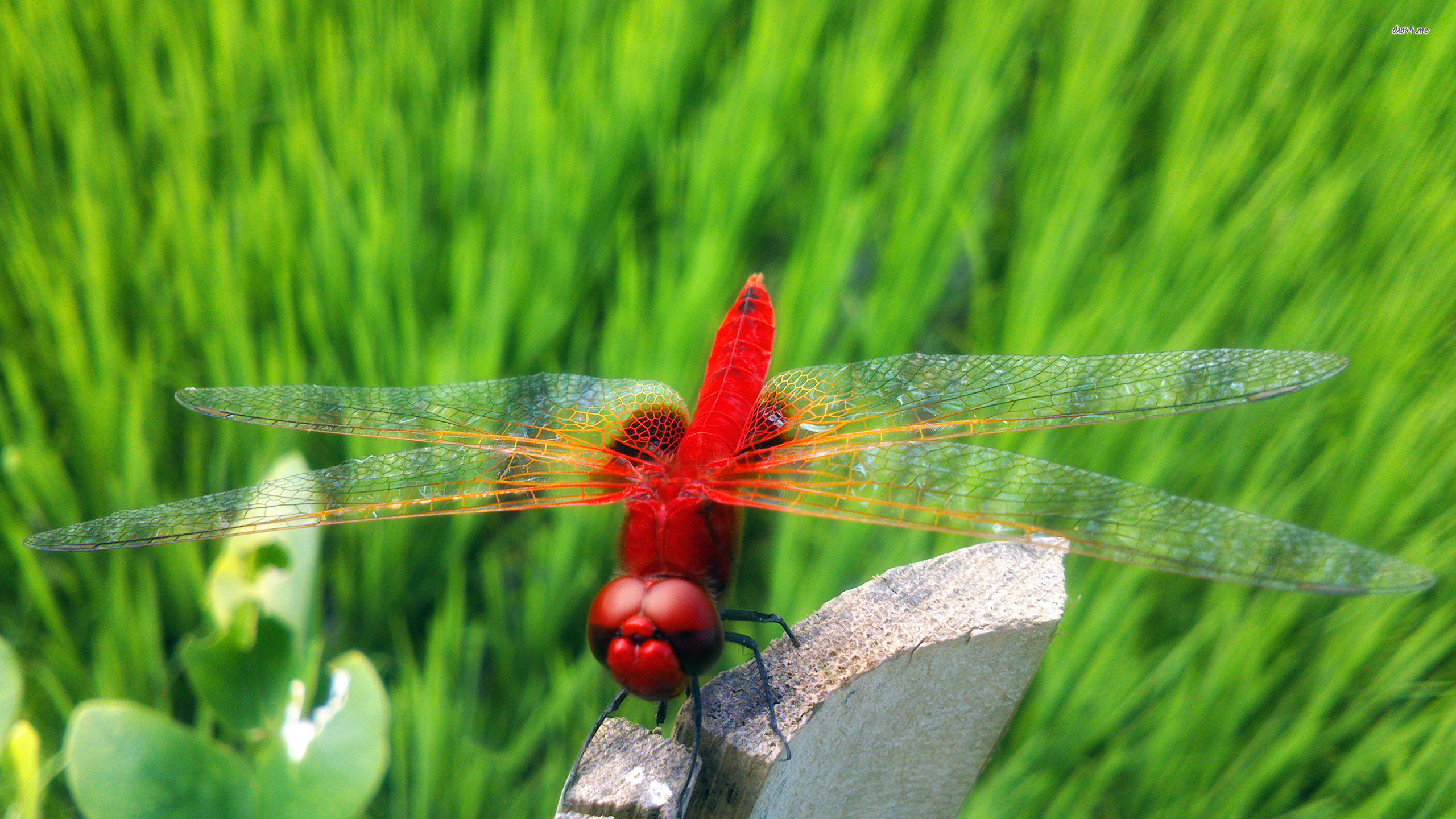 Free Dragonfly high quality background ID:467743 for hd 2560x1440 desktop