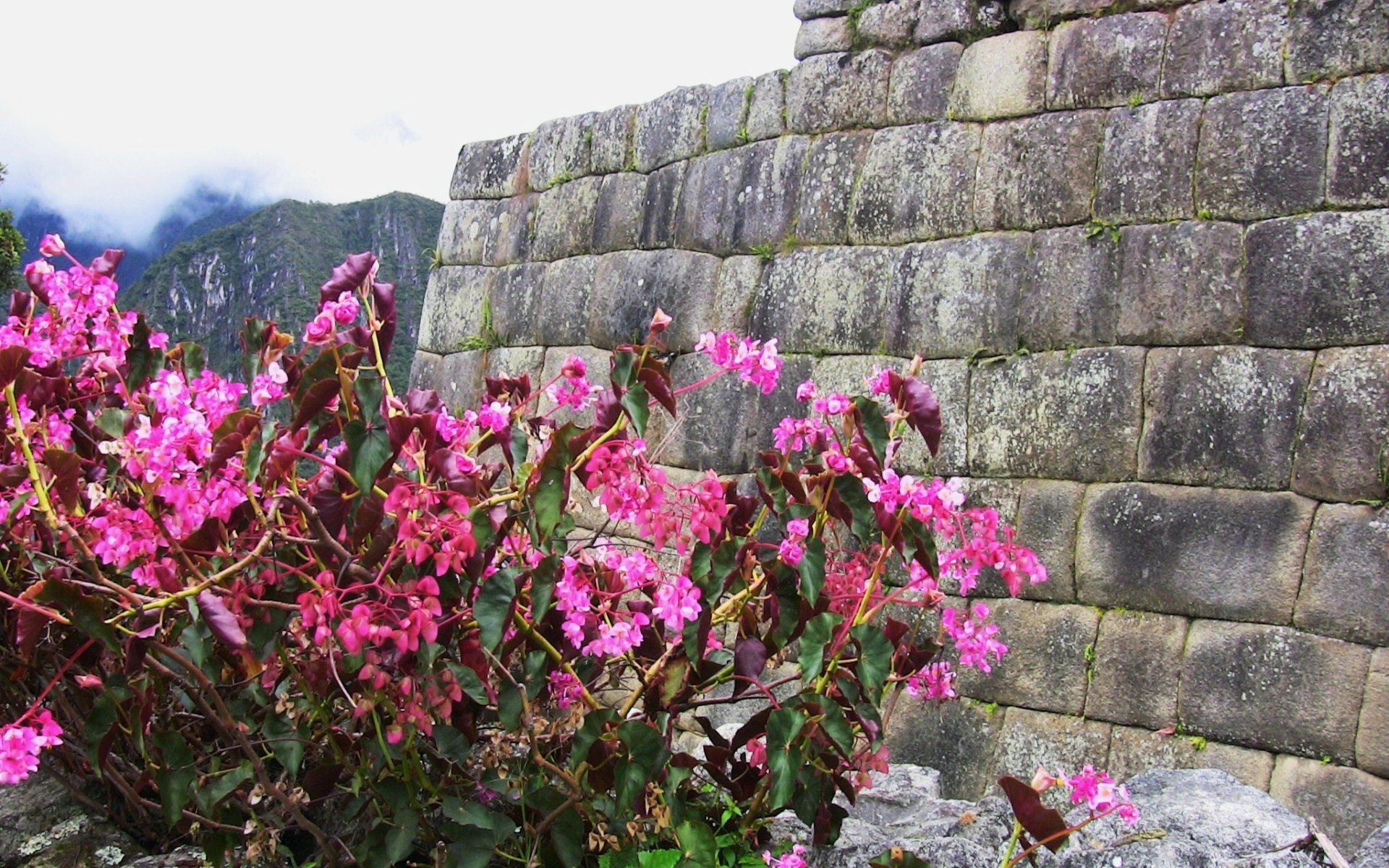 High resolution Machu Picchu hd 1920x1200 wallpaper ID:488708 for desktop