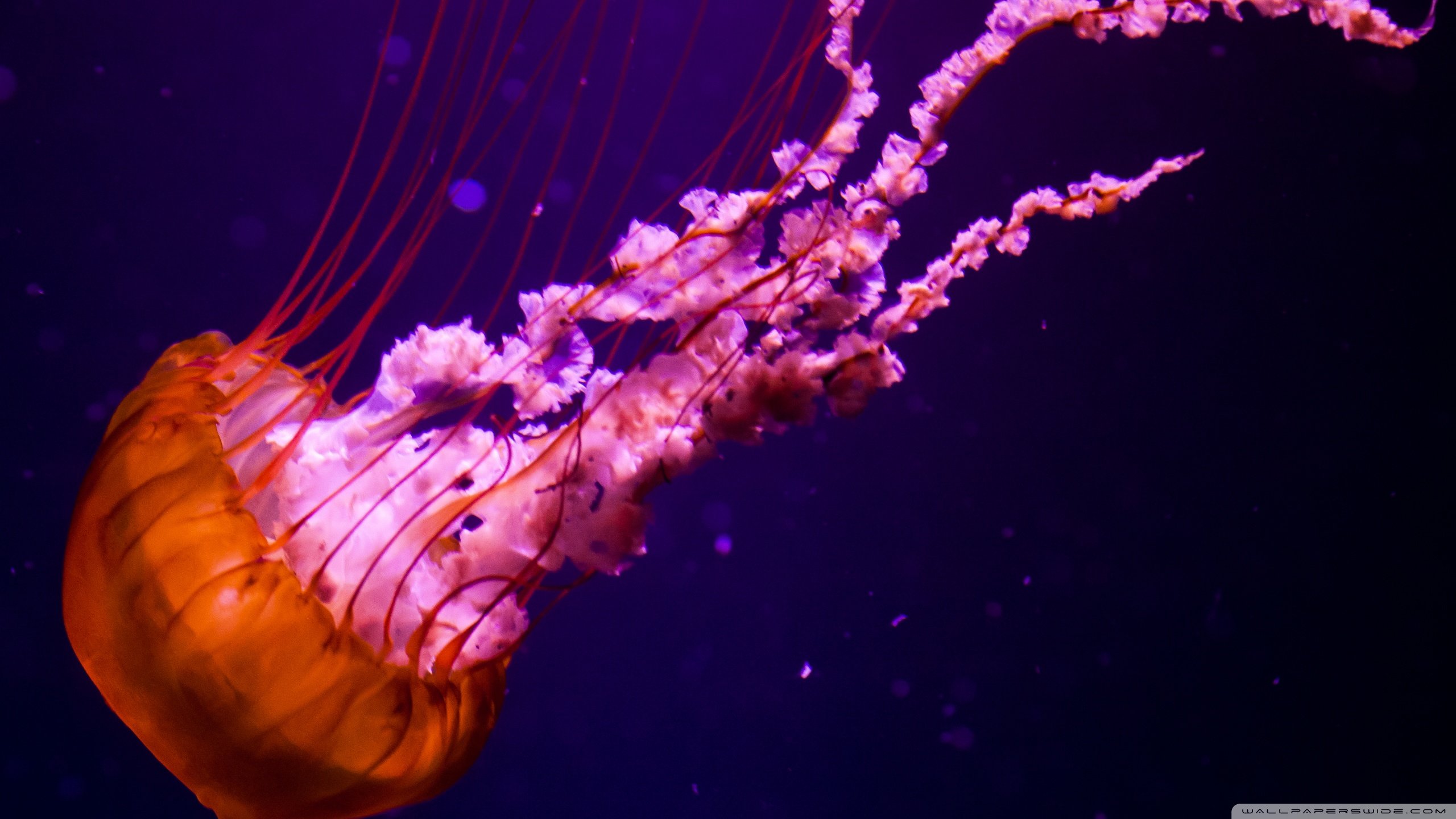 High resolution Jellyfish hd 2560x1440 background ID:199730 for PC