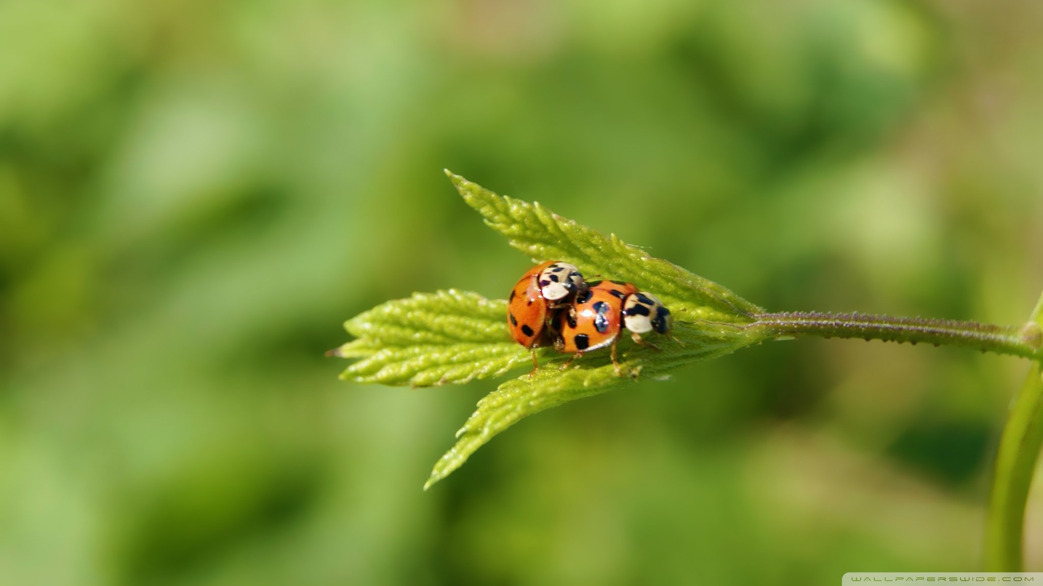 Awesome Ladybug free background ID:270293 for hd 2048x1152 PC