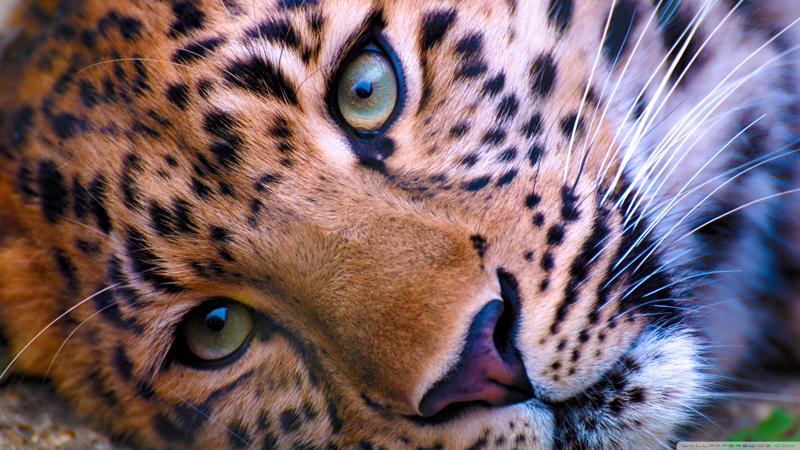Download hd 2560x1440 Leopard computer wallpaper ID:447833 for free