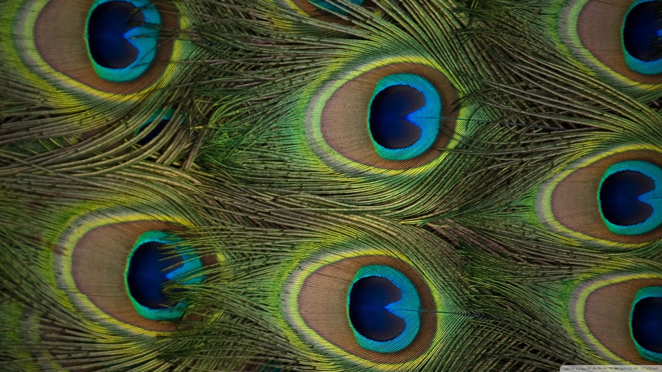 High resolution Peacock hd 2560x1440 background ID:151773 for desktop
