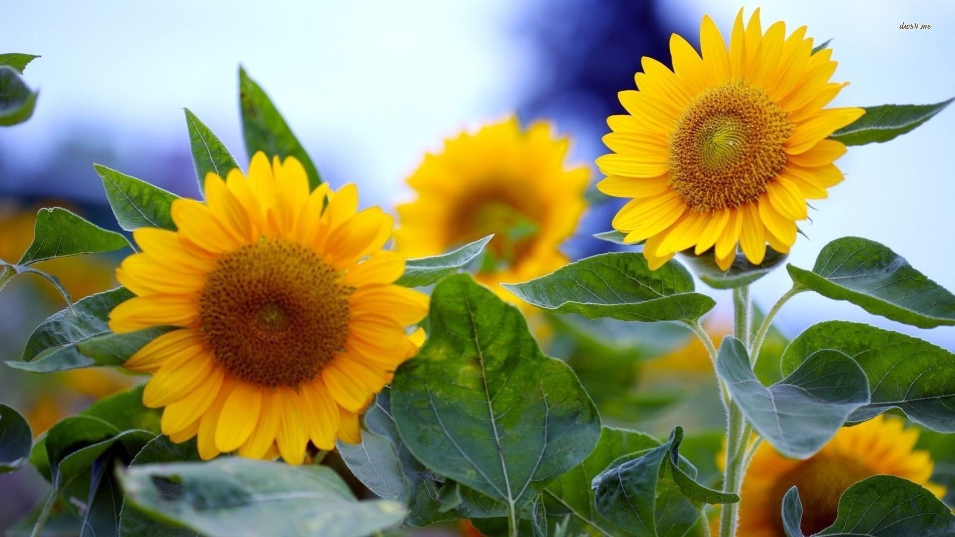 Free Sunflower high quality background ID:226529 for full hd 1080p PC