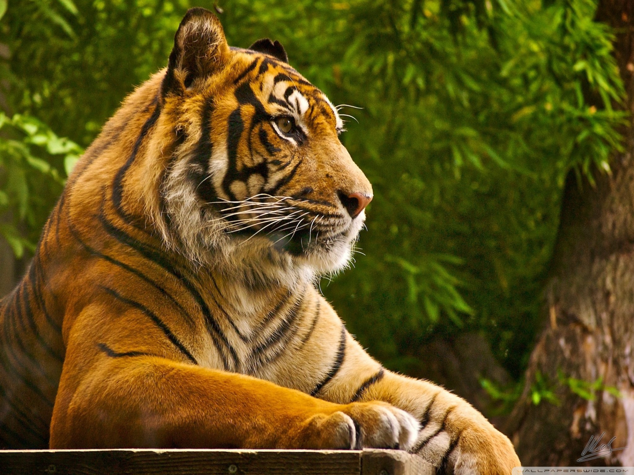 Free download Tiger background ID:115702 hd 2048x1536 for desktop