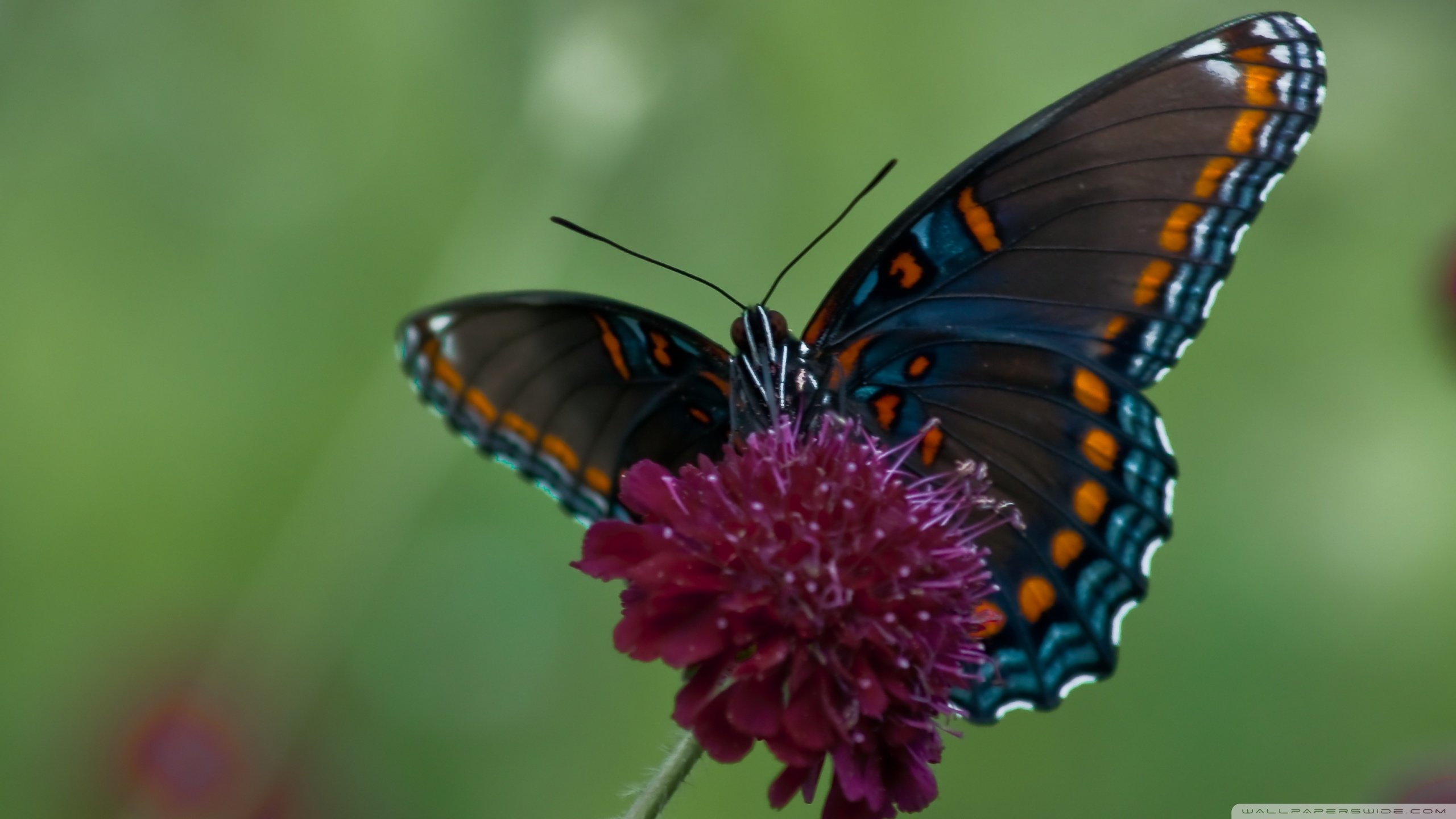 Awesome Butterfly free background ID:167966 for hd 2560x1440 desktop