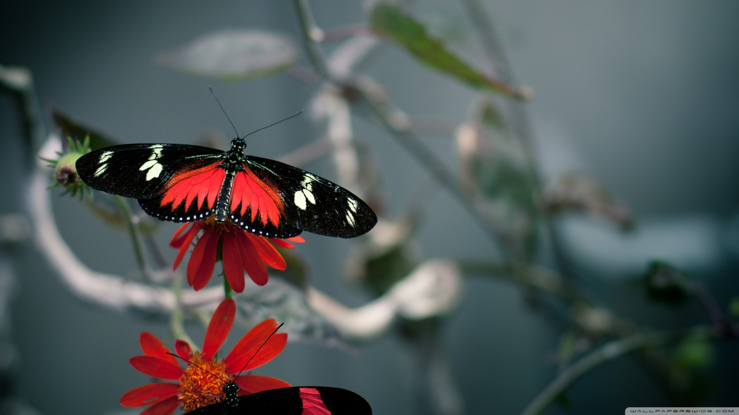Awesome Butterfly free wallpaper ID:167583 for hd 2560x1440 computer