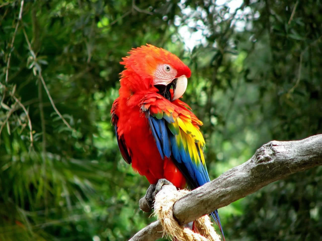 High resolution Macaw hd 1280x960 wallpaper ID:46389 for computer