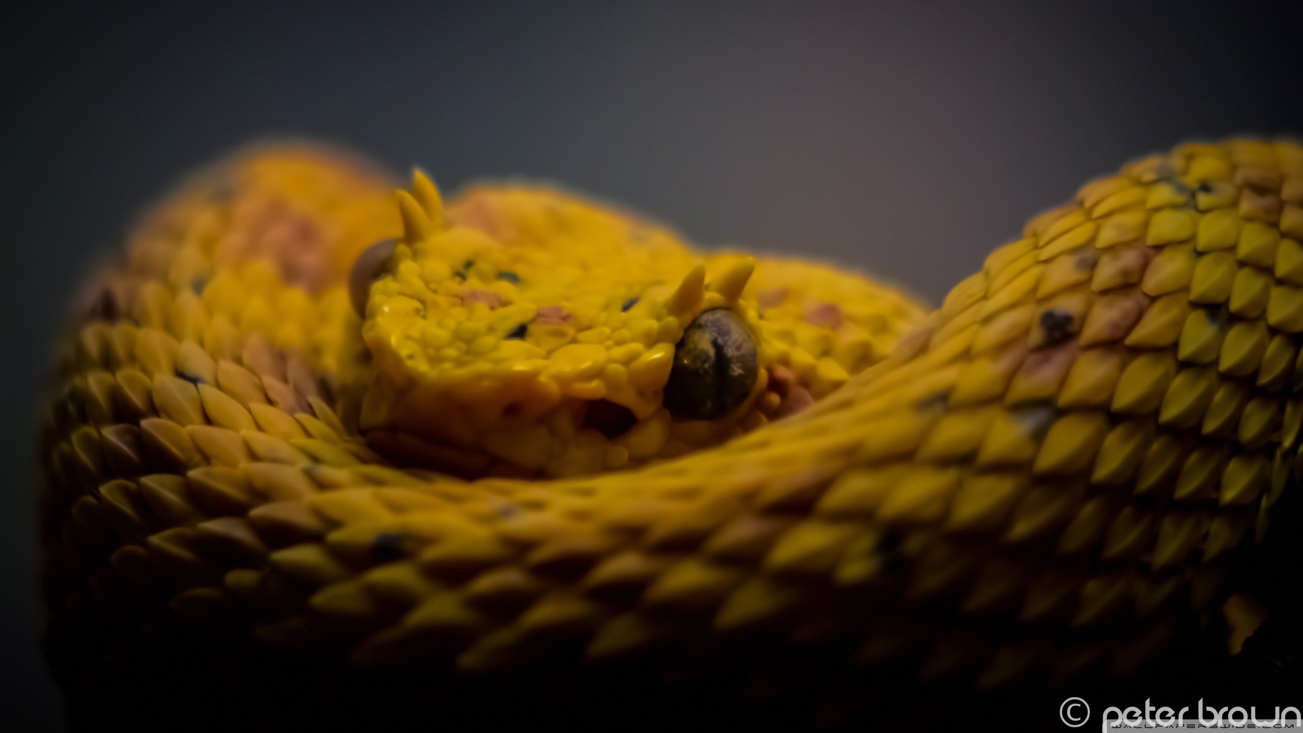 High resolution Snake hd 2560x1440 background ID:137326 for computer