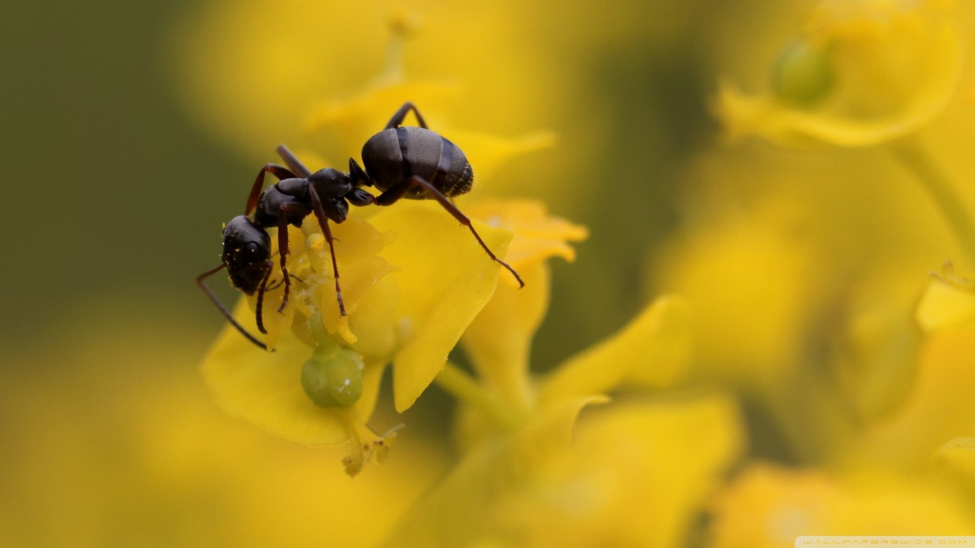 Awesome Ant free background ID:401258 for full hd 1920x1080 computer