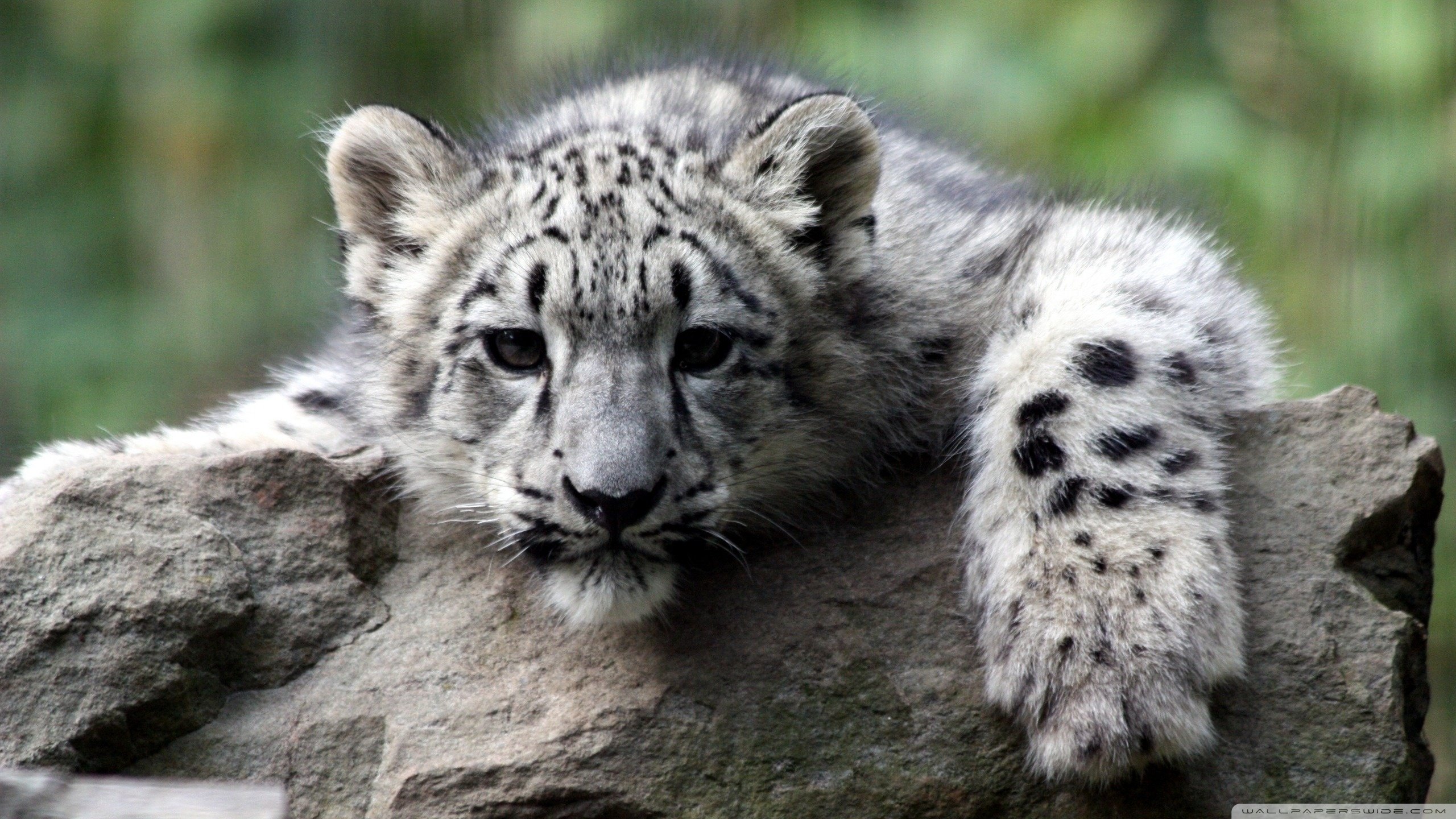 Awesome Baby Animal (cub) free wallpaper ID:34402 for hd 2560x1440 PC