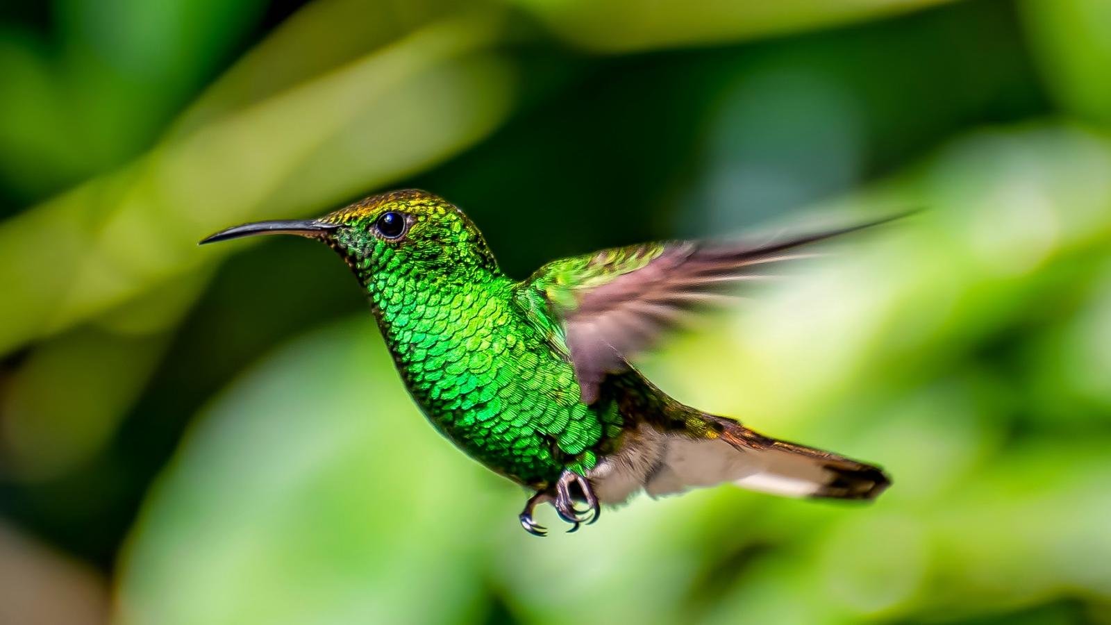 Awesome Hummingbird free background ID:215703 for hd 1600x900 computer