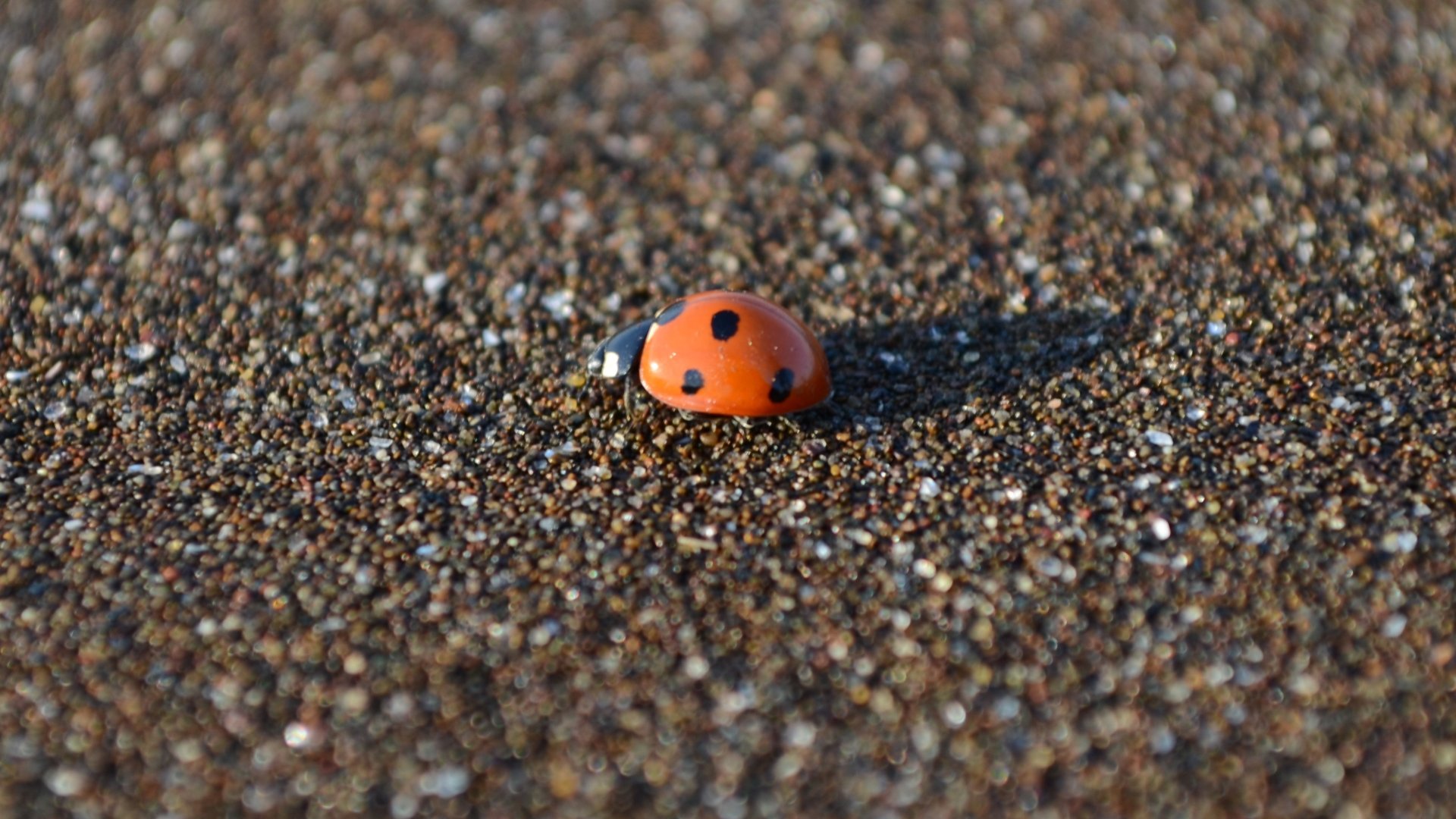 High resolution Ladybug 1080p background ID:270543 for desktop
