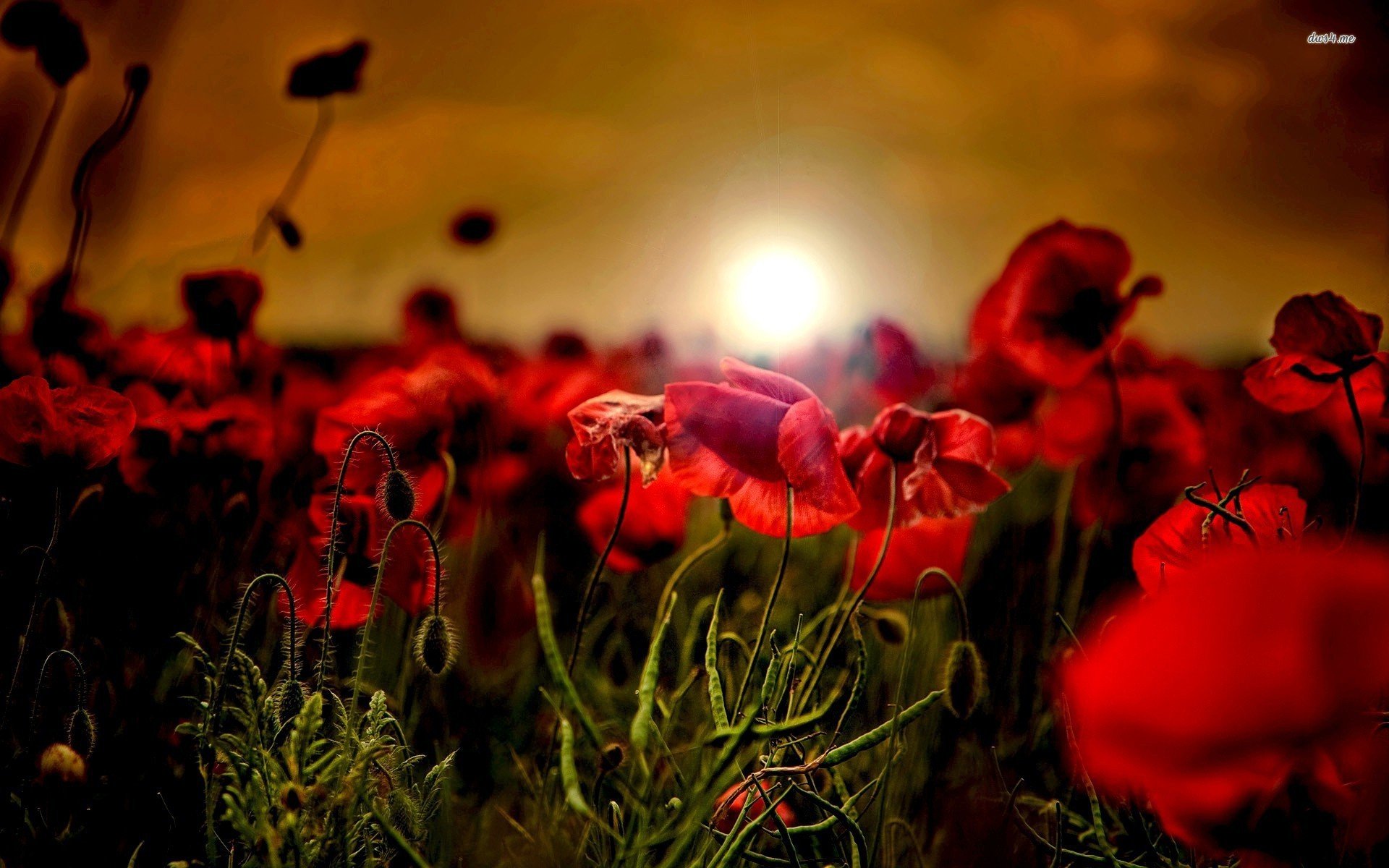 Download hd 1920x1200 Poppy PC background ID:99769 for free