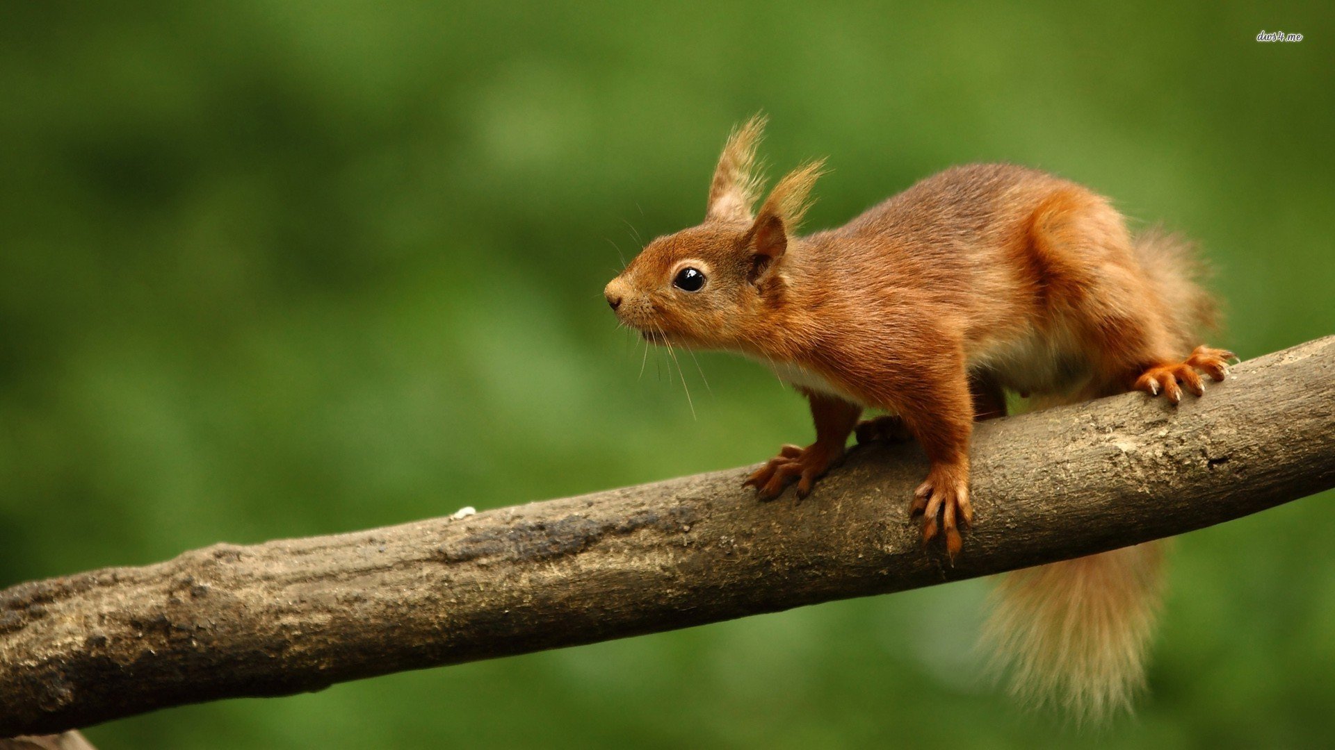 High resolution Squirrel hd 1080p wallpaper ID:311891 for PC
