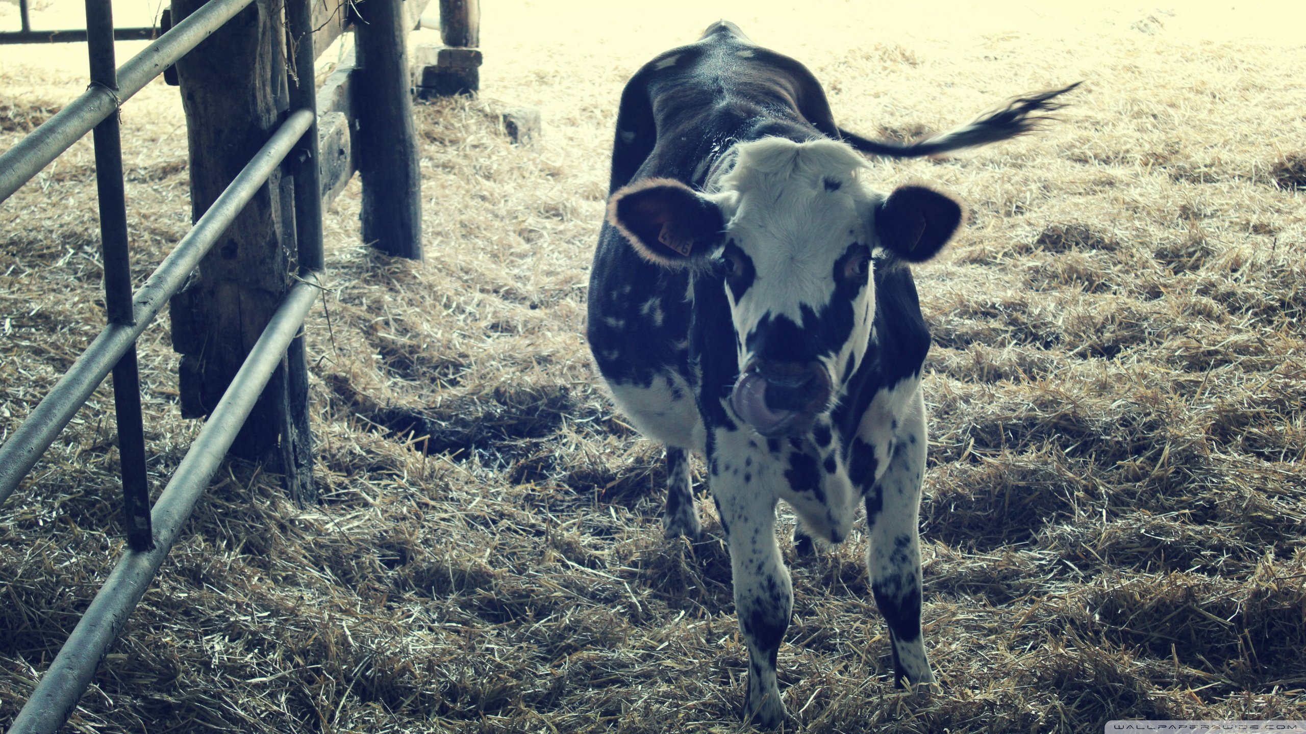 Awesome Cow free background ID:466862 for hd 2560x1440 computer