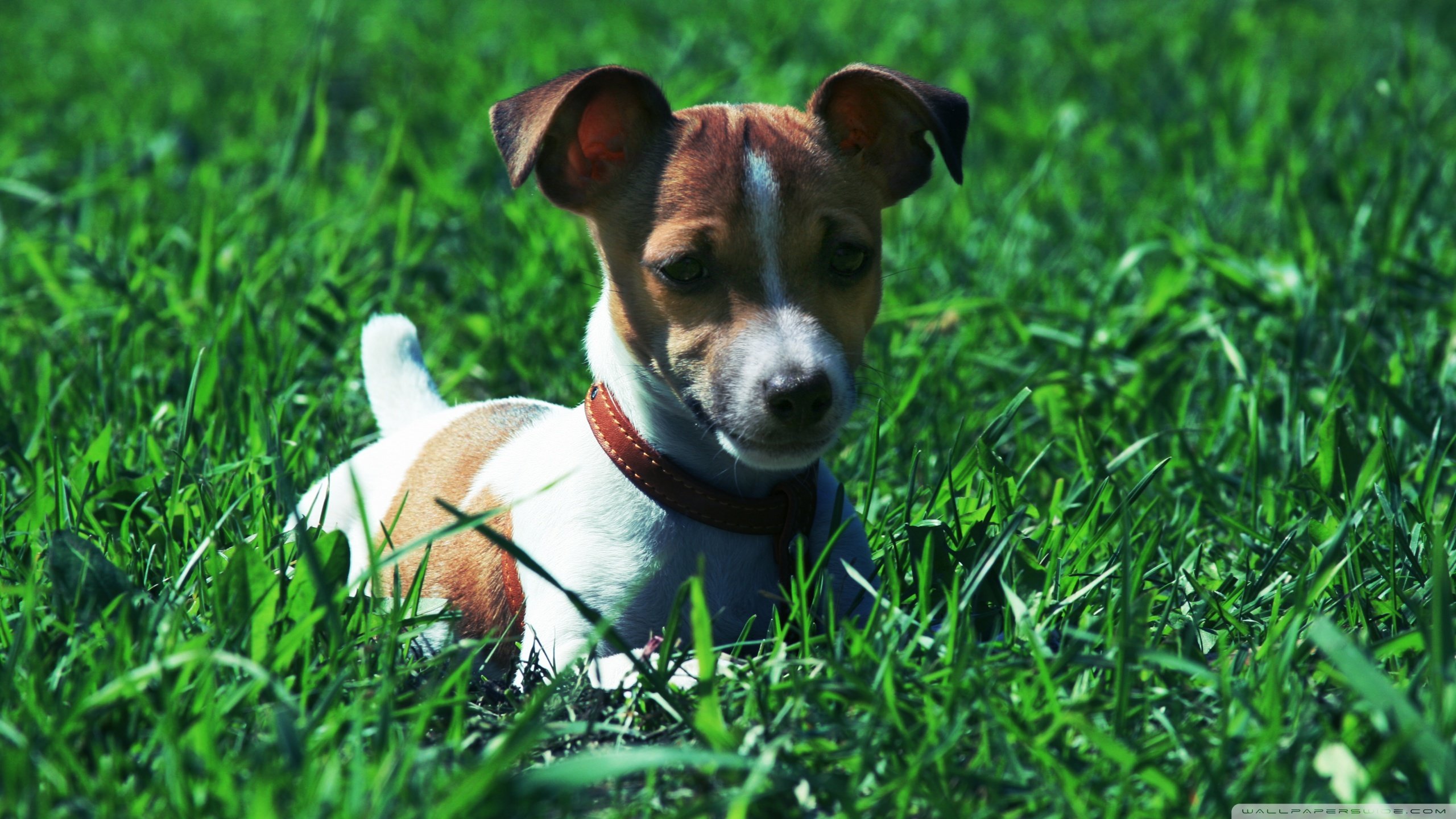 Free Jack Russell Terrier high quality background ID:124134 for hd 2560x1440 desktop