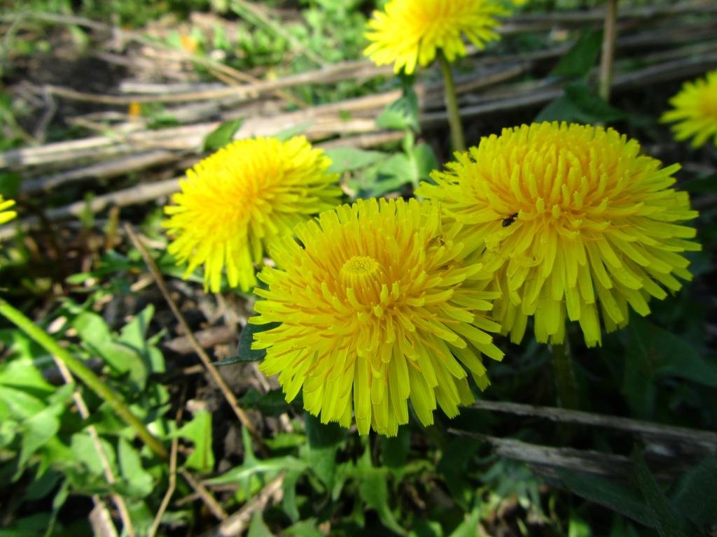 Free Dandelion high quality background ID:77990 for hd 1024x768 computer