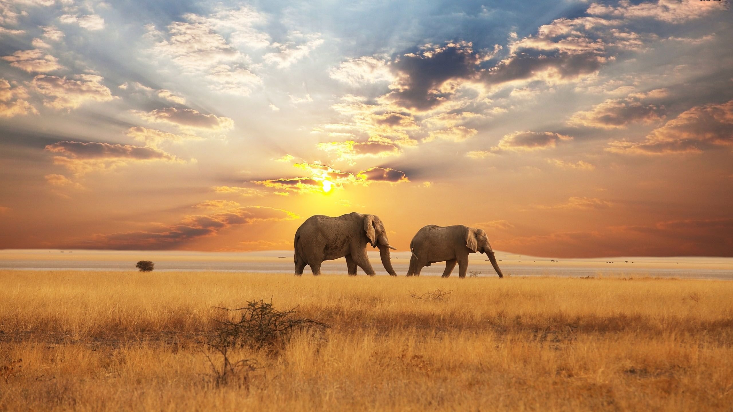 Download hd 2560x1440 Elephant PC wallpaper ID:132735 for free