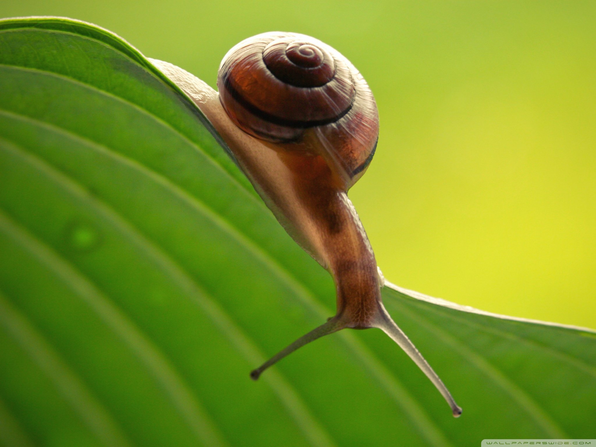 Free Snail high quality wallpaper ID:198788 for hd 2048x1536 computer