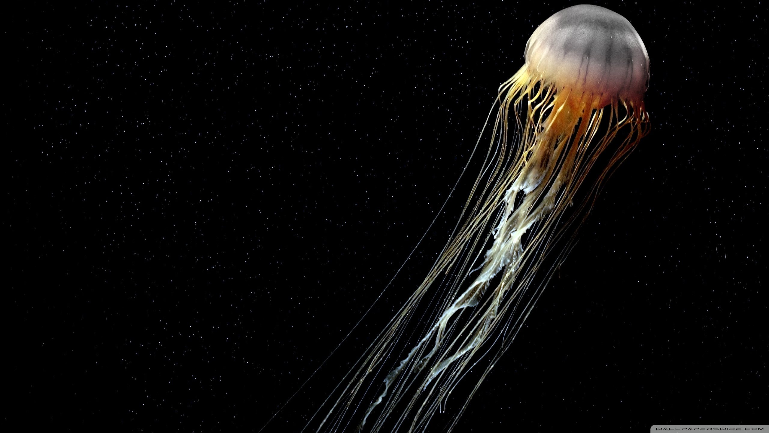 Free Jellyfish high quality background ID:199729 for hd 2560x1440 PC