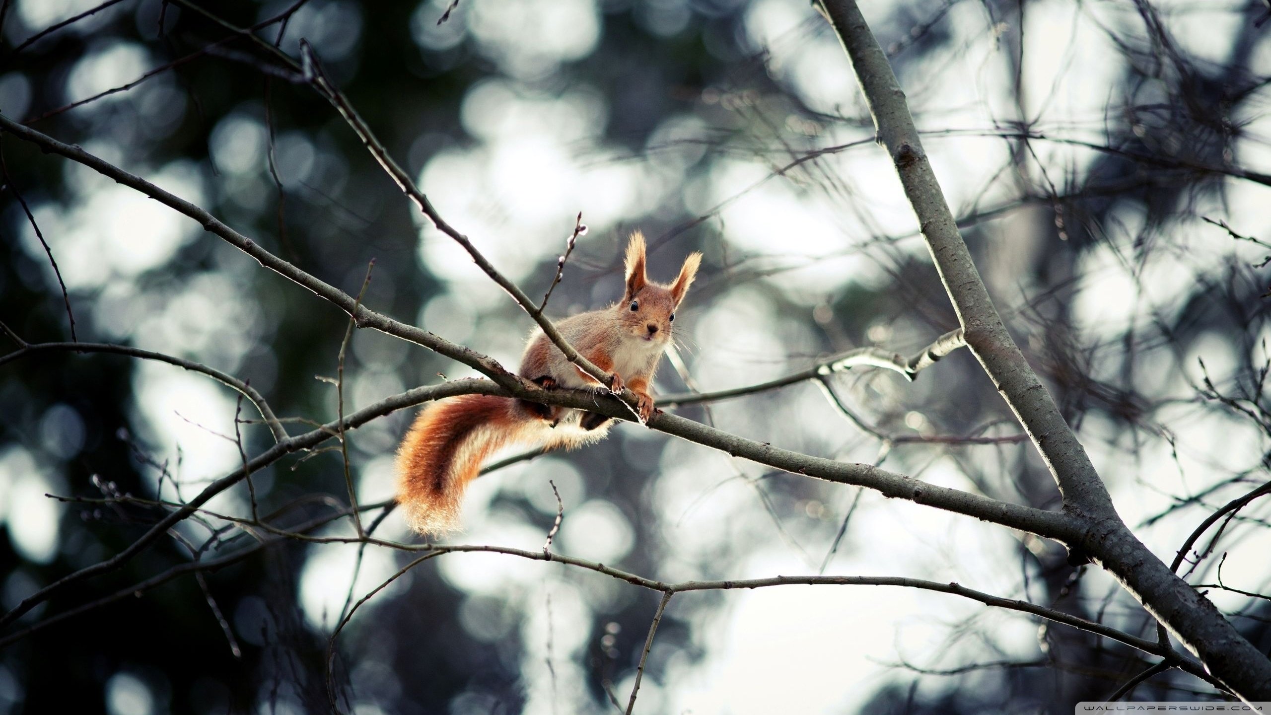 Best Squirrel wallpaper ID:311680 for High Resolution hd 2560x1440 computer