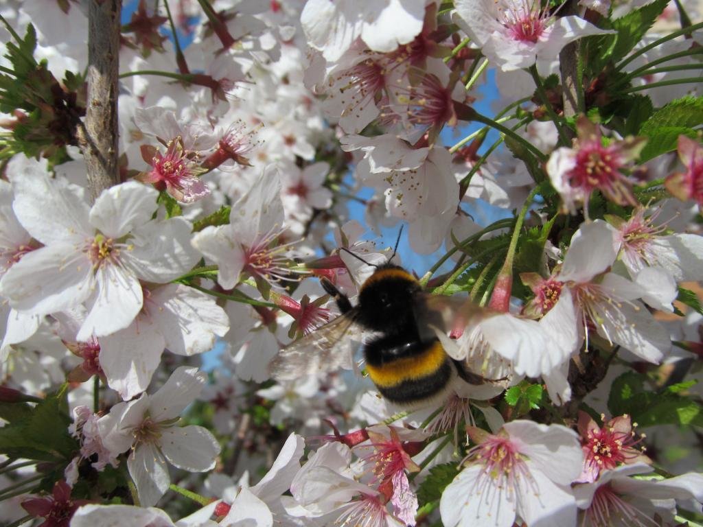 Download hd 1024x768 Bee computer wallpaper ID:460785 for free