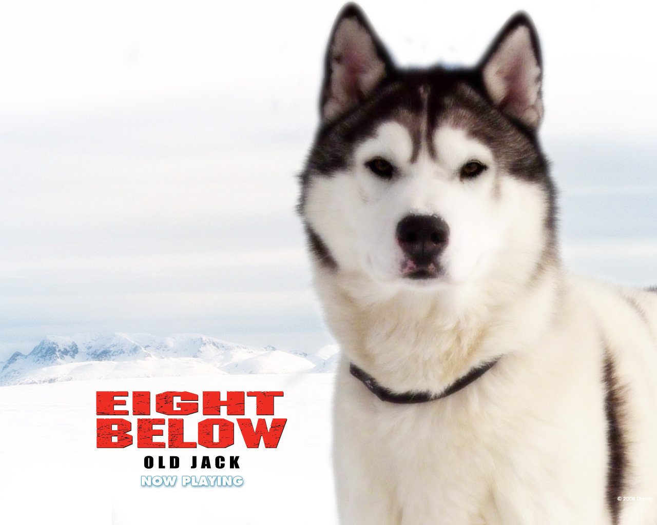 Free Eight Below high quality background ID:149995 for hd 1280x1024 computer