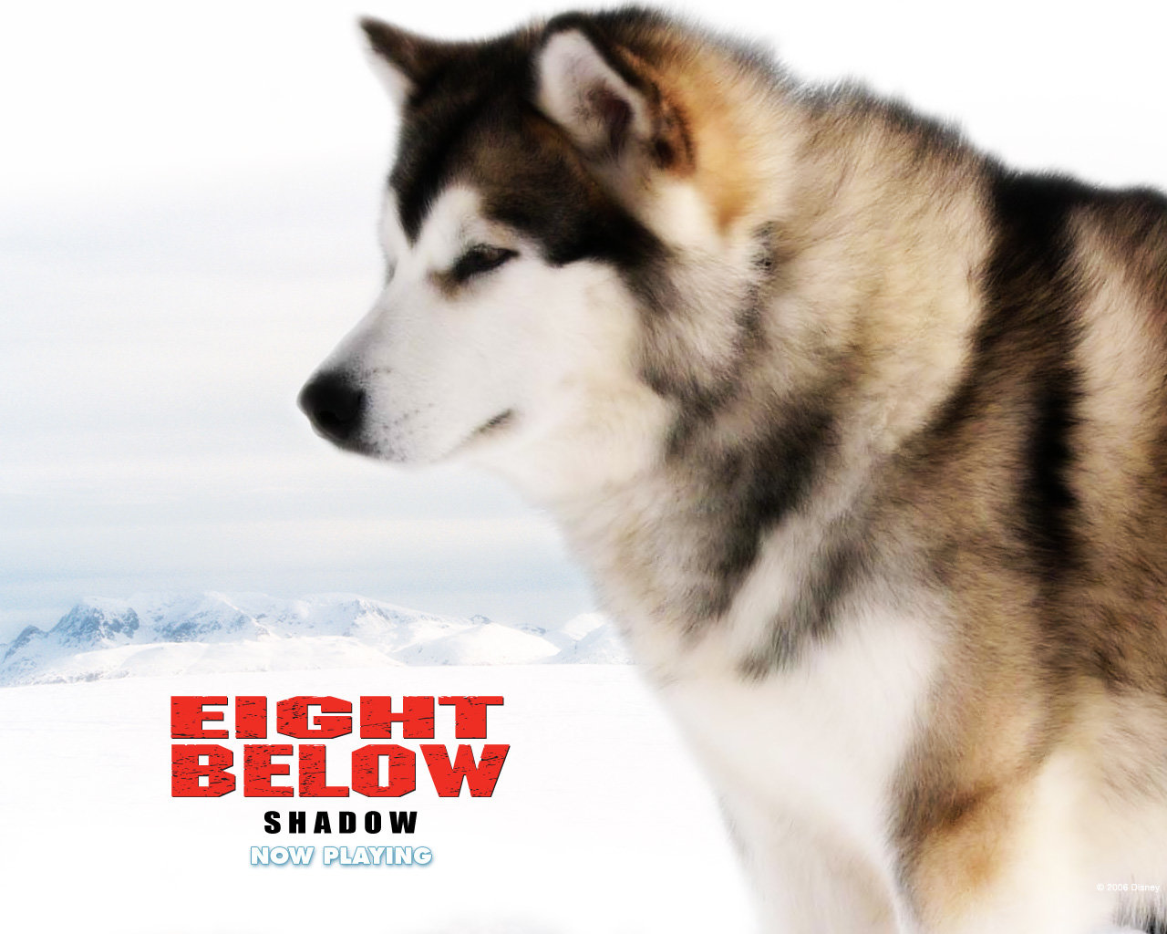 Awesome Eight Below free wallpaper ID:150001 for hd 1280x1024 PC