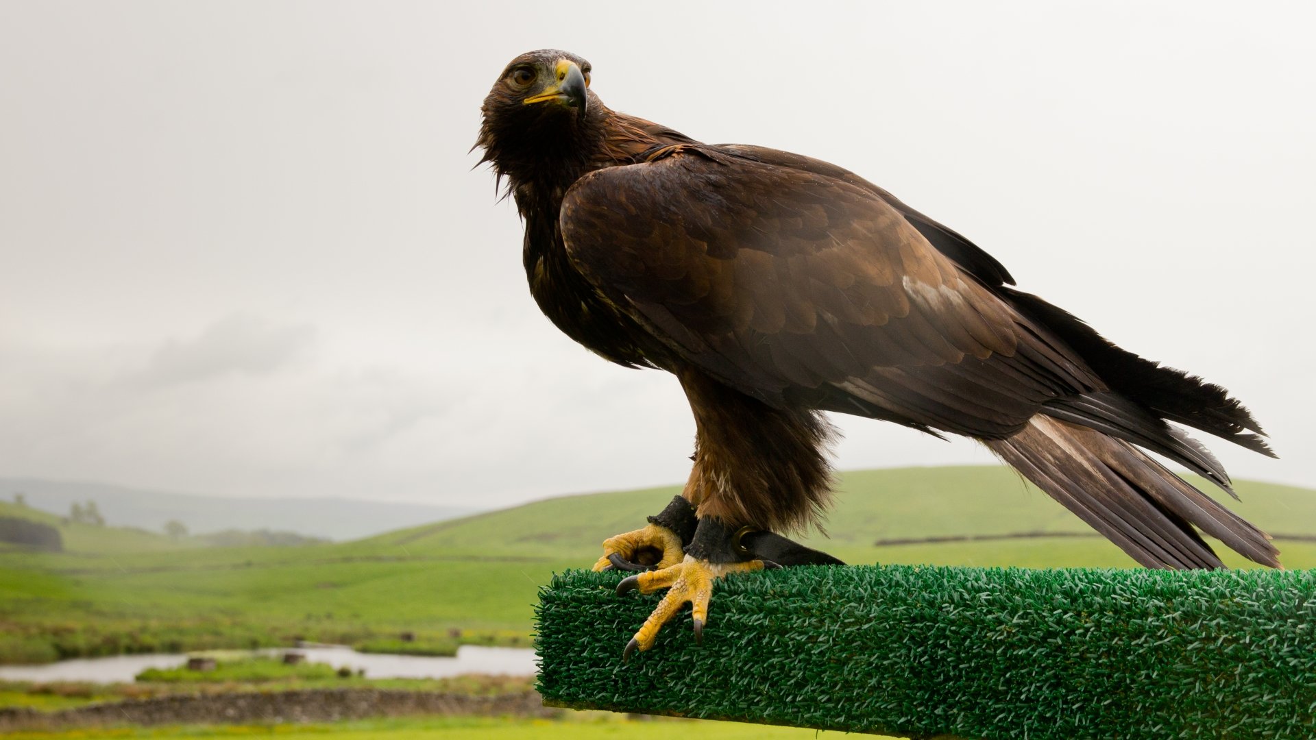 Free Golden Eagle high quality background ID:299808 for 1080p computer