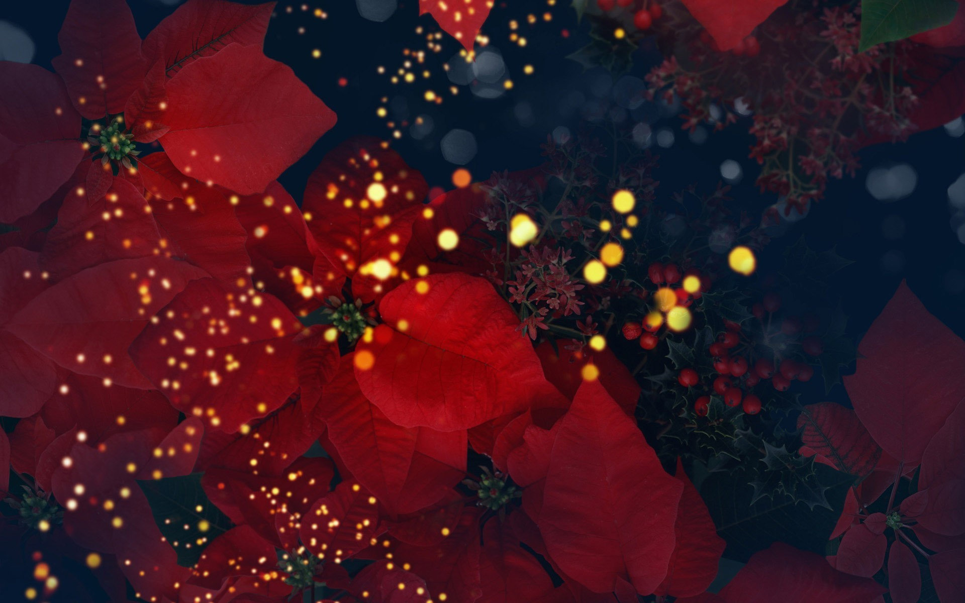 Awesome Poinsettia free background ID:194693 for hd 1920x1200 desktop