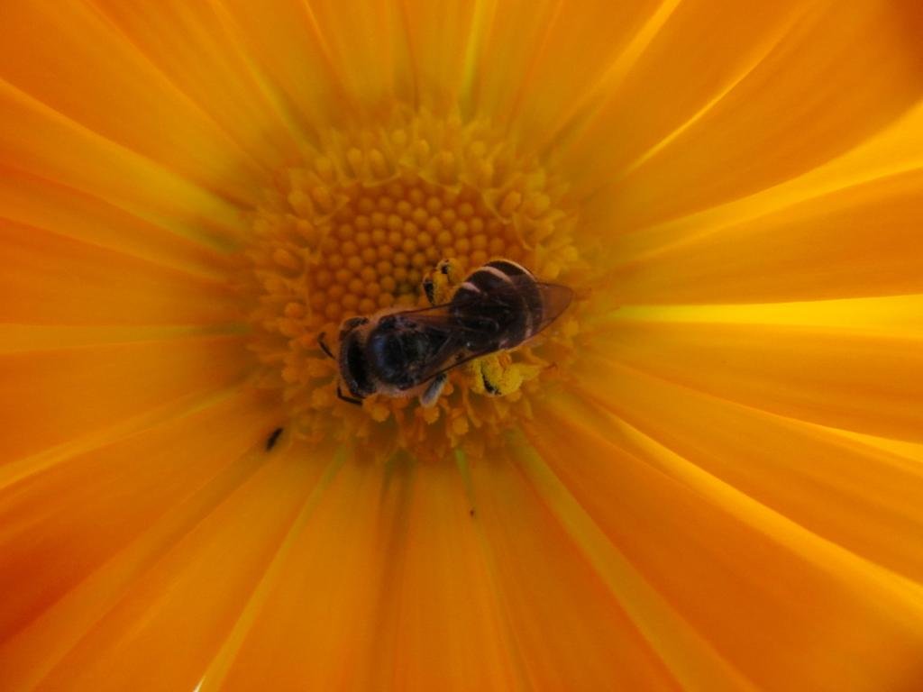 Download hd 1024x768 Bee PC background ID:460787 for free