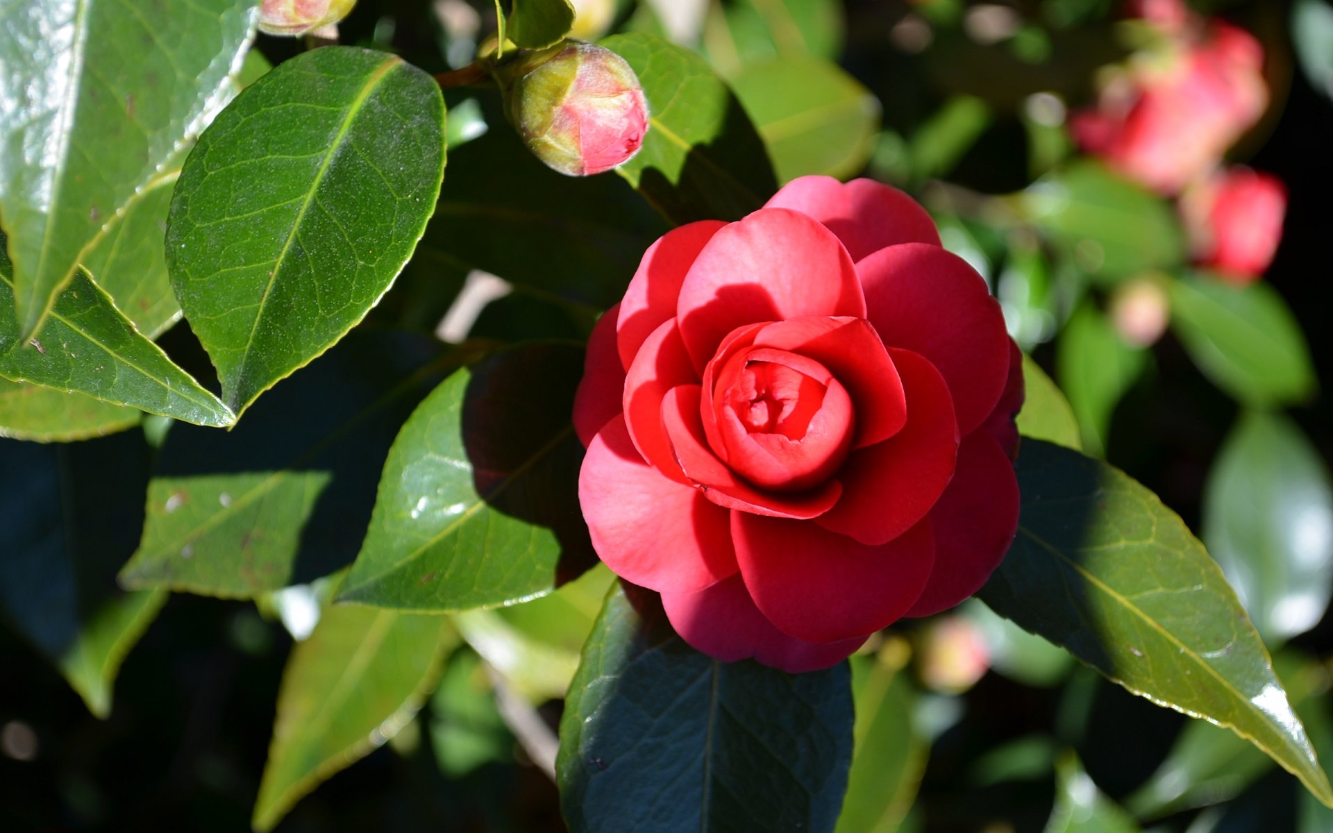 High resolution Camellia hd 1920x1200 background ID:189478 for PC