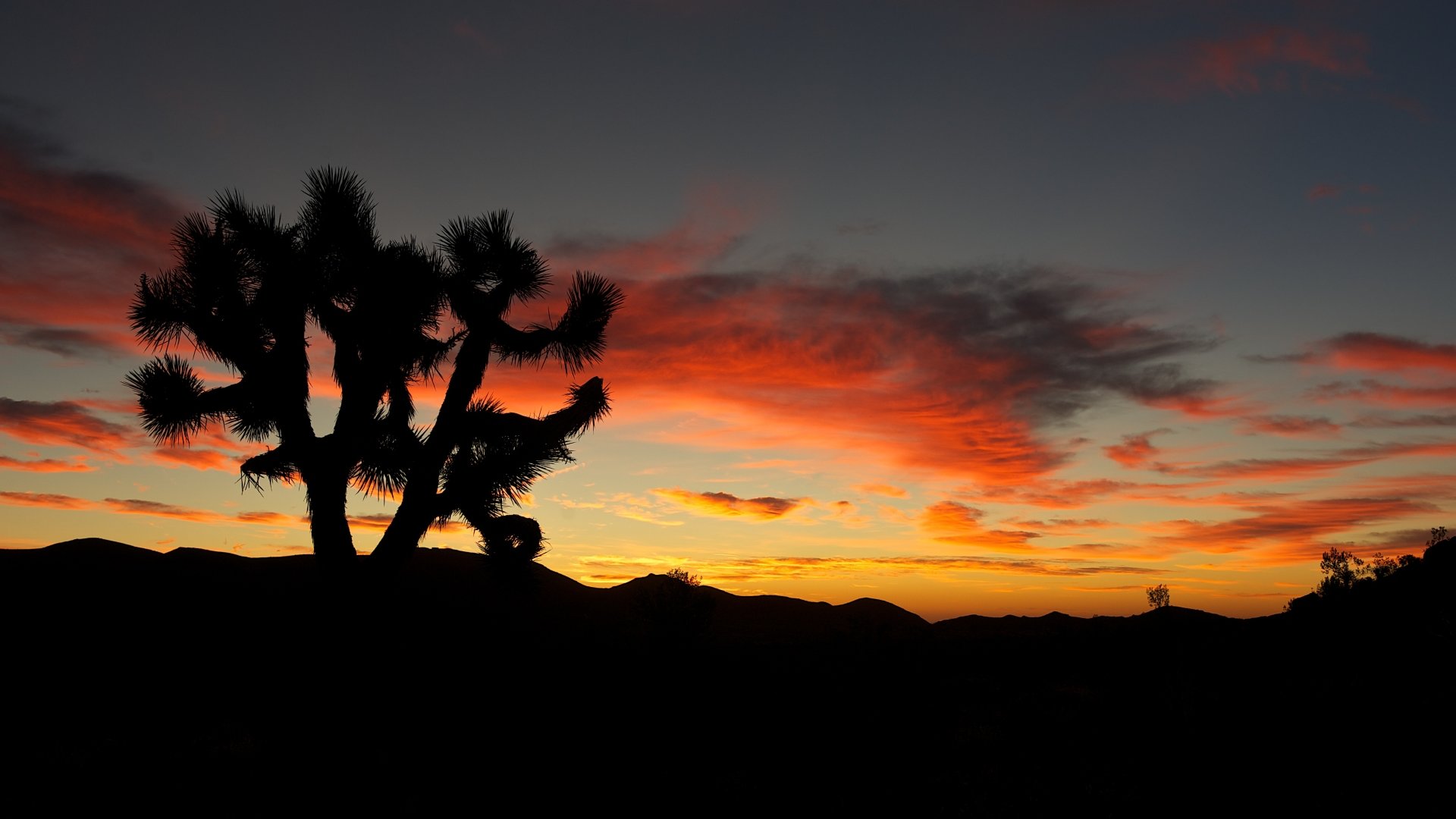 Free Joshua Tree National Park high quality background ID:254712 for full hd 1080p computer