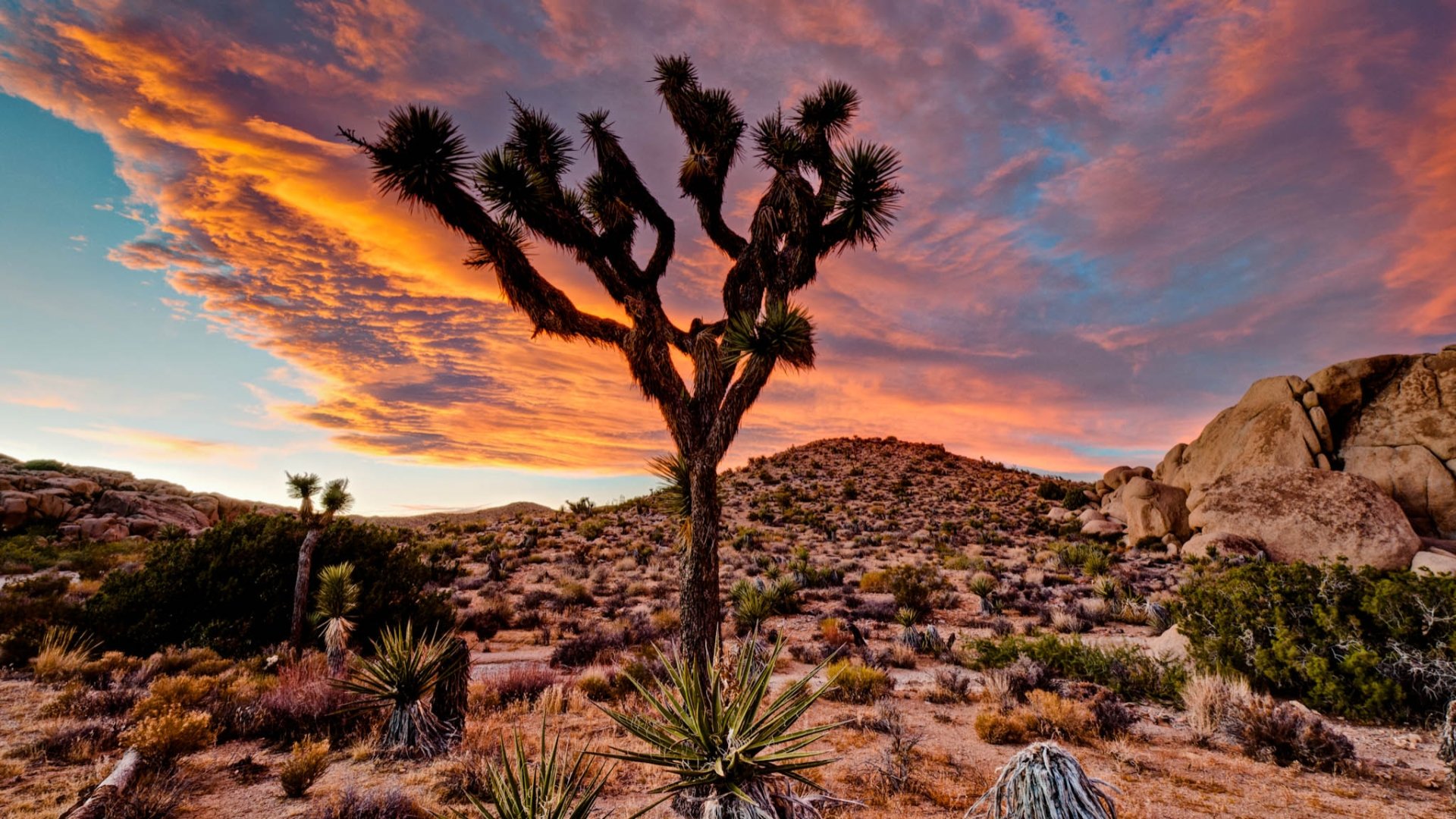 Free download Joshua Tree National Park background ID:254709 full hd 1920x1080 for desktop